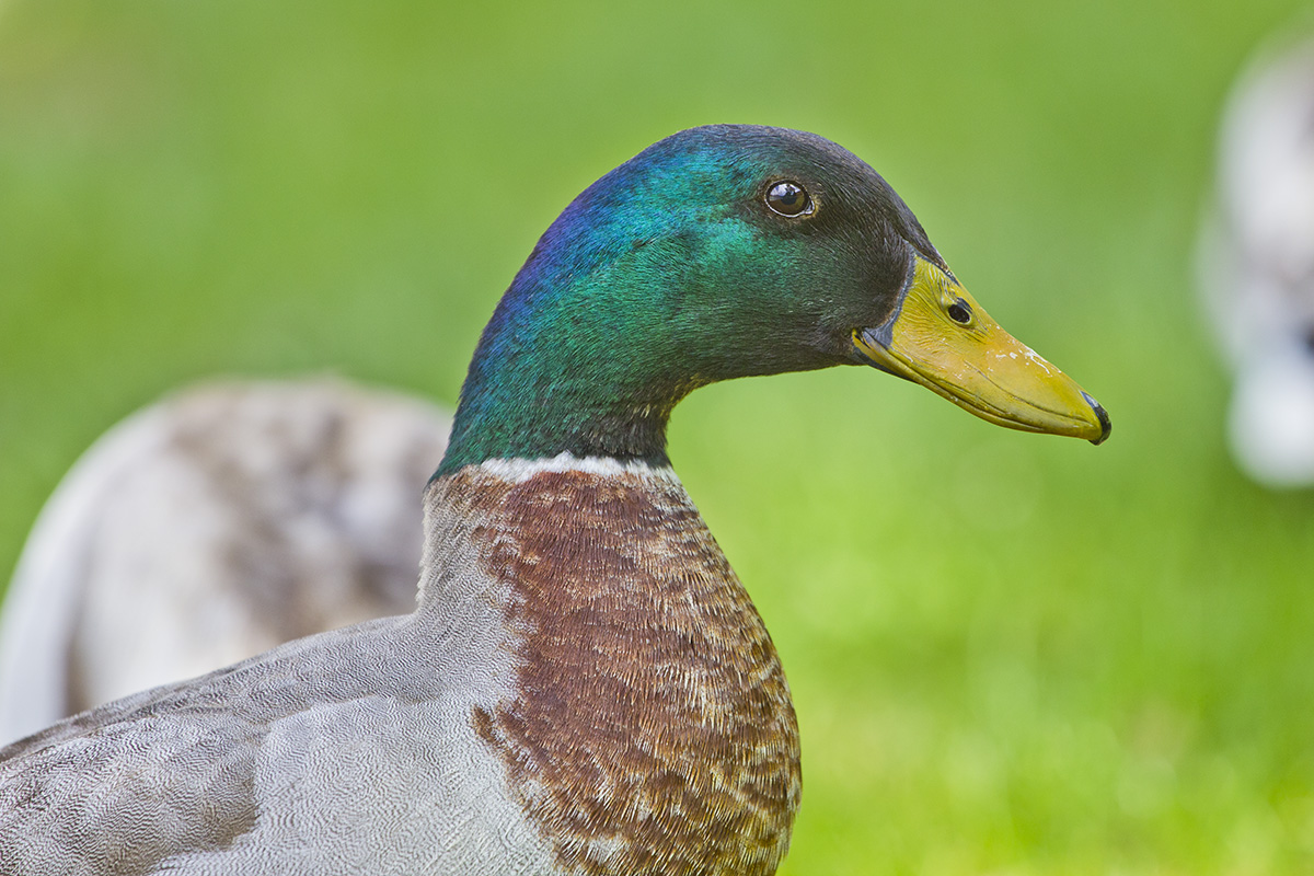 Germano Reale Maschio