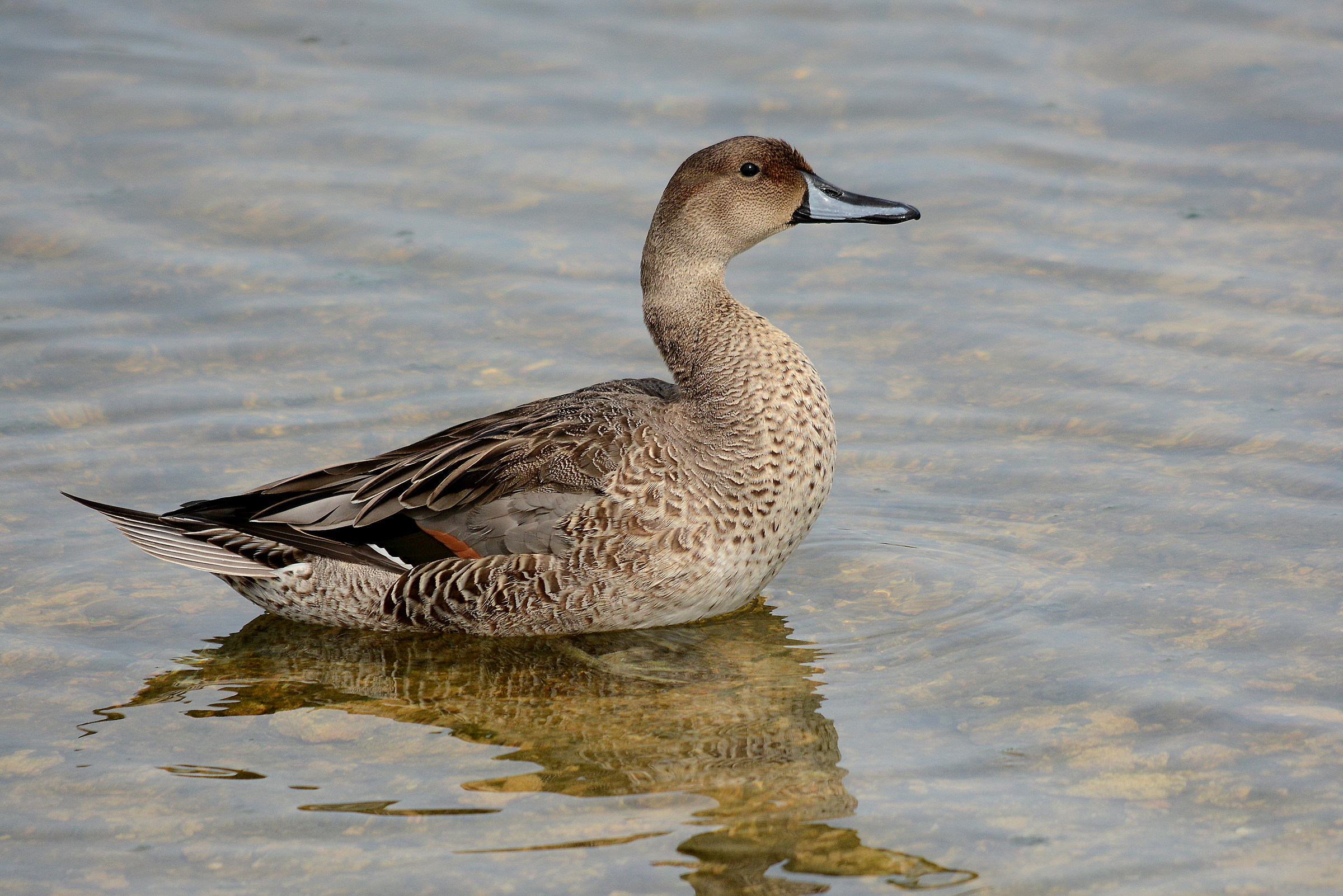Una bella Codona 2 !