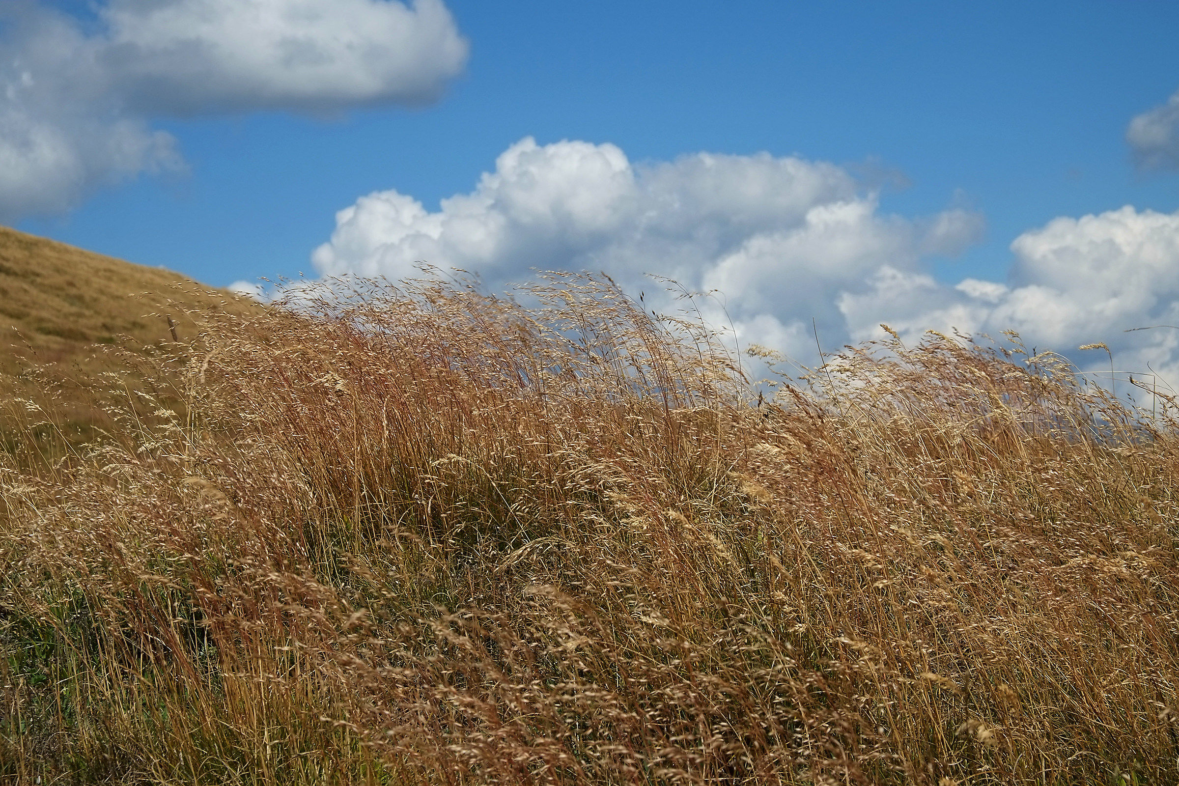 Festuca a fine estate