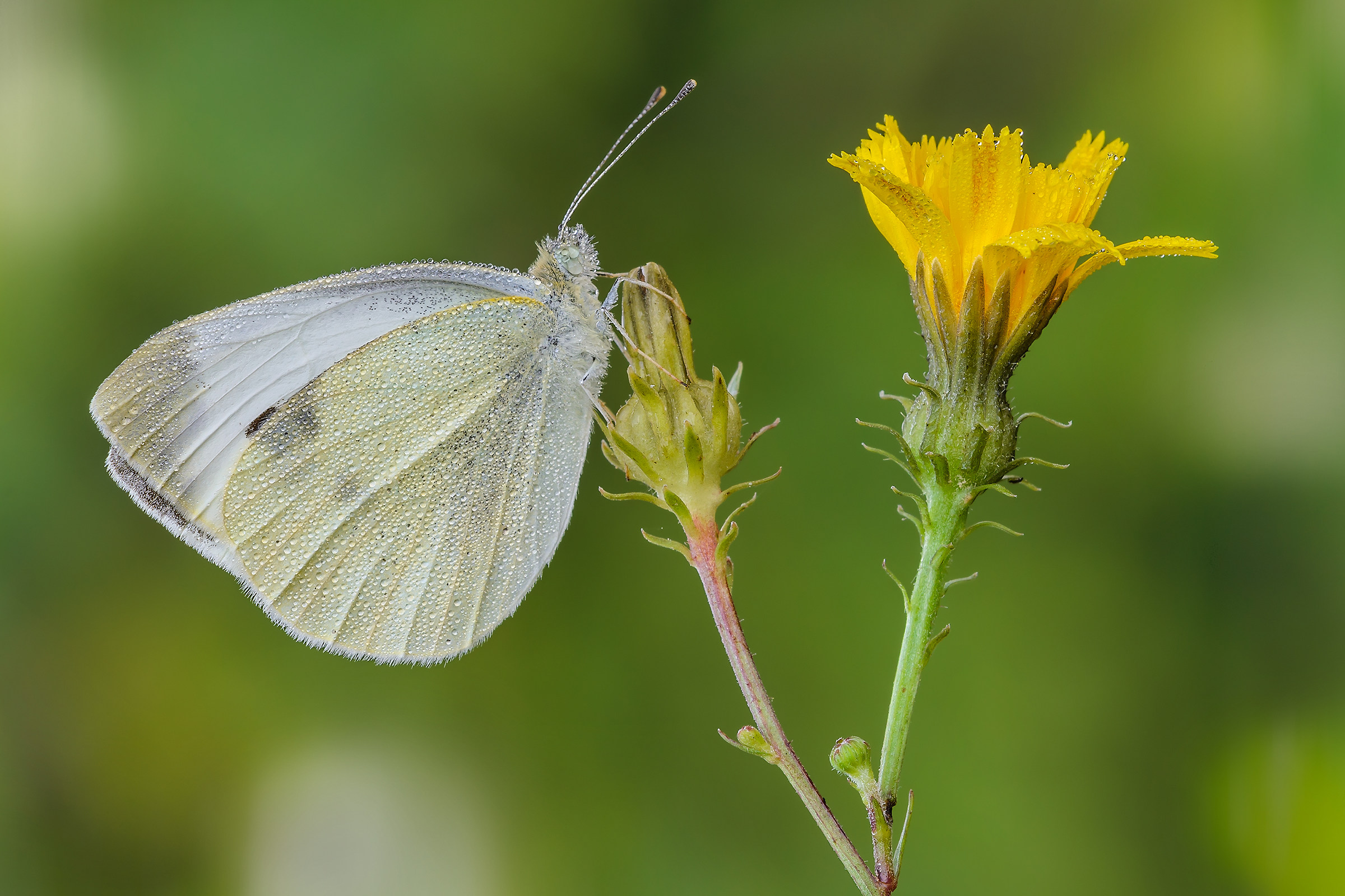 Pieris brassicae