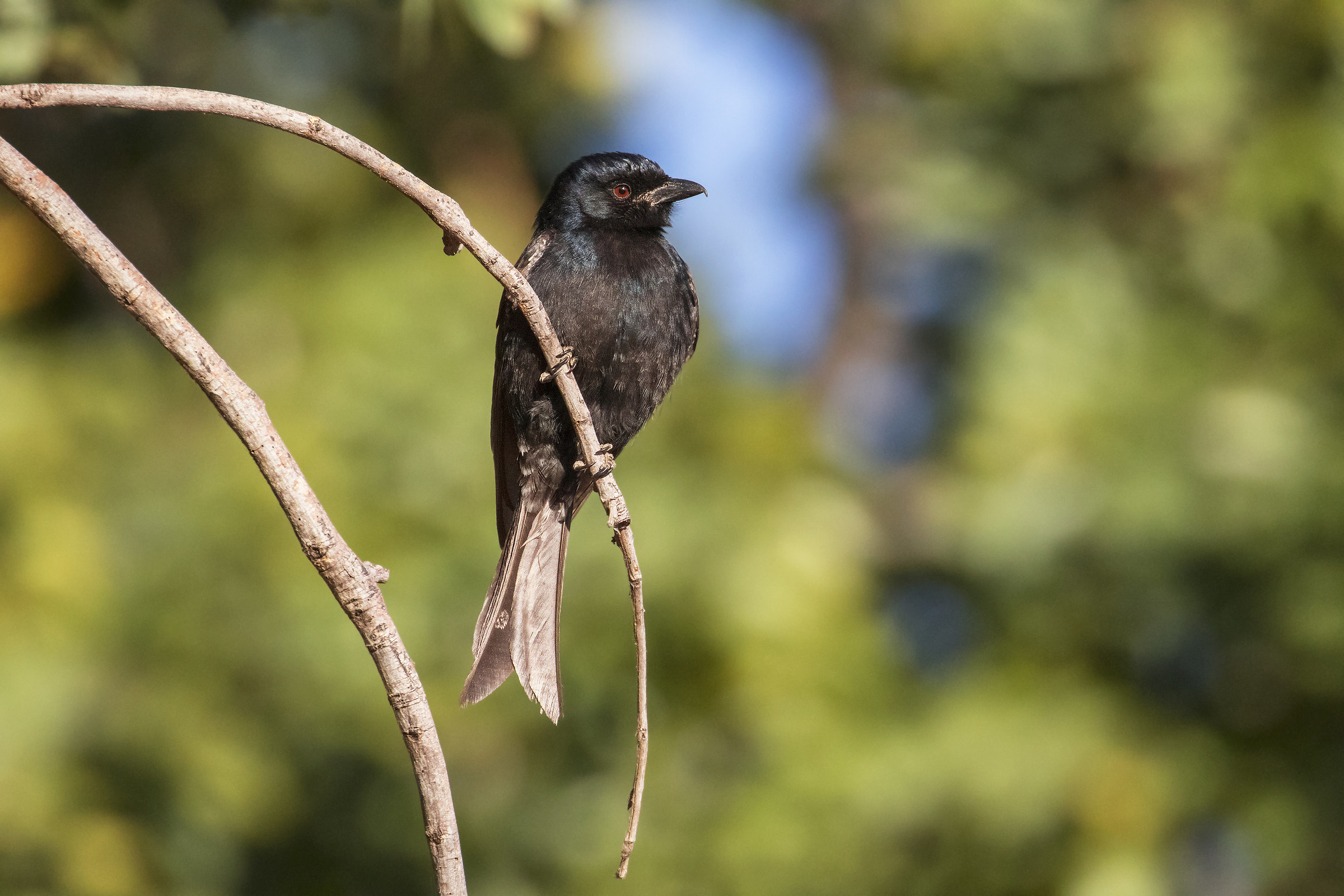 Drongo codaforcuta
