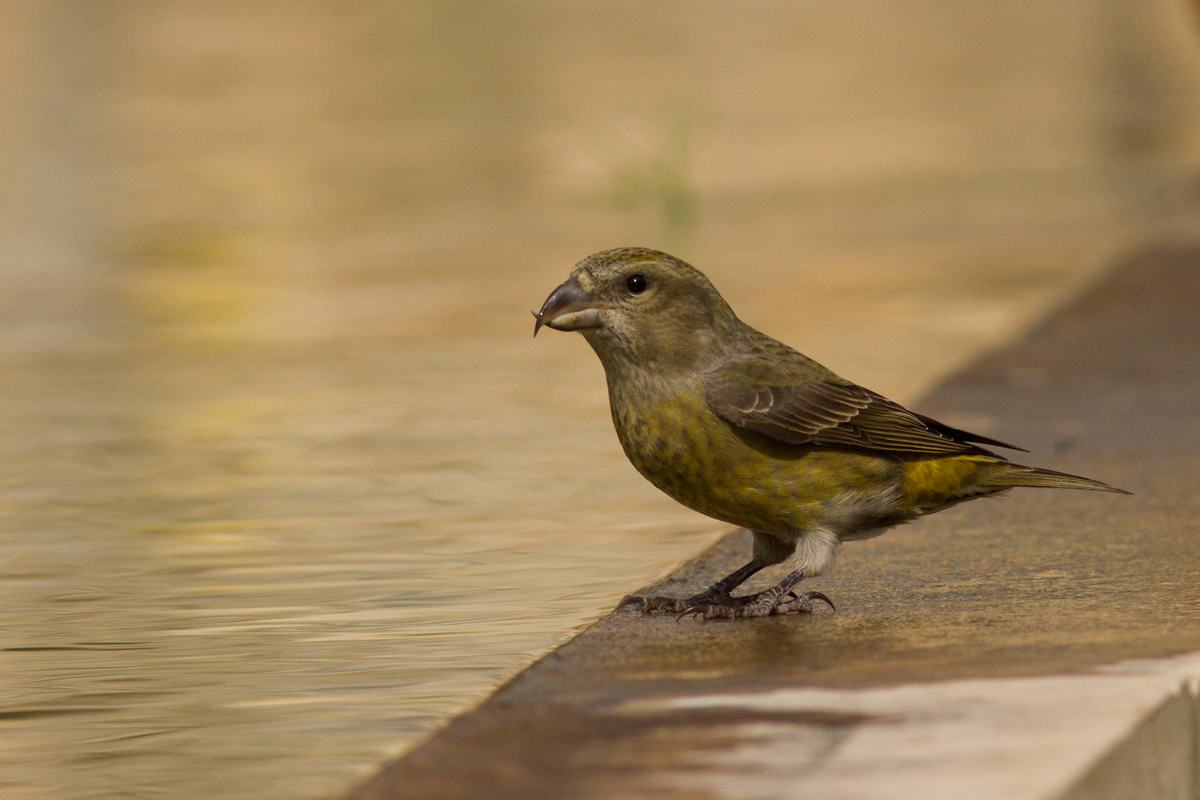 It was also the cruises ......