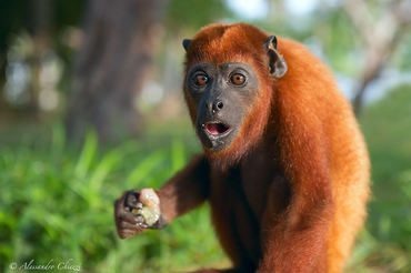 Alouatta seniculus