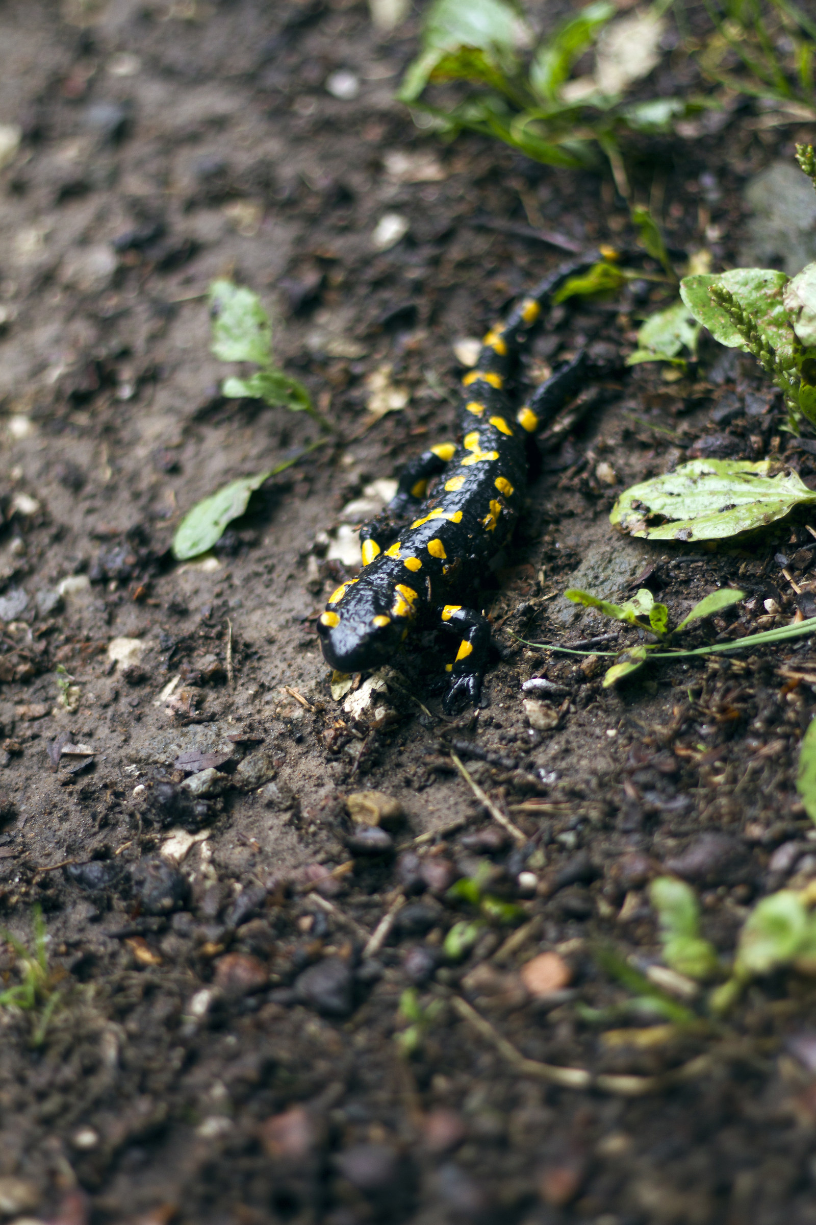 What makes life better