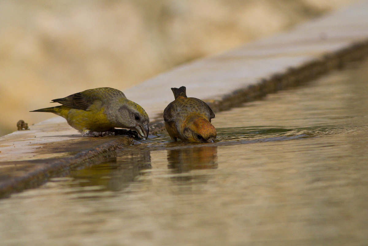 It was also the cruises ......