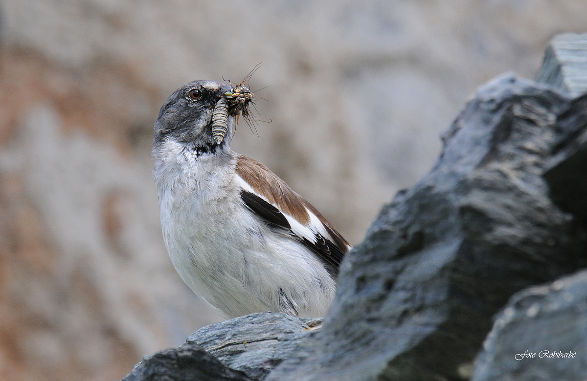 Fringuello alpino...