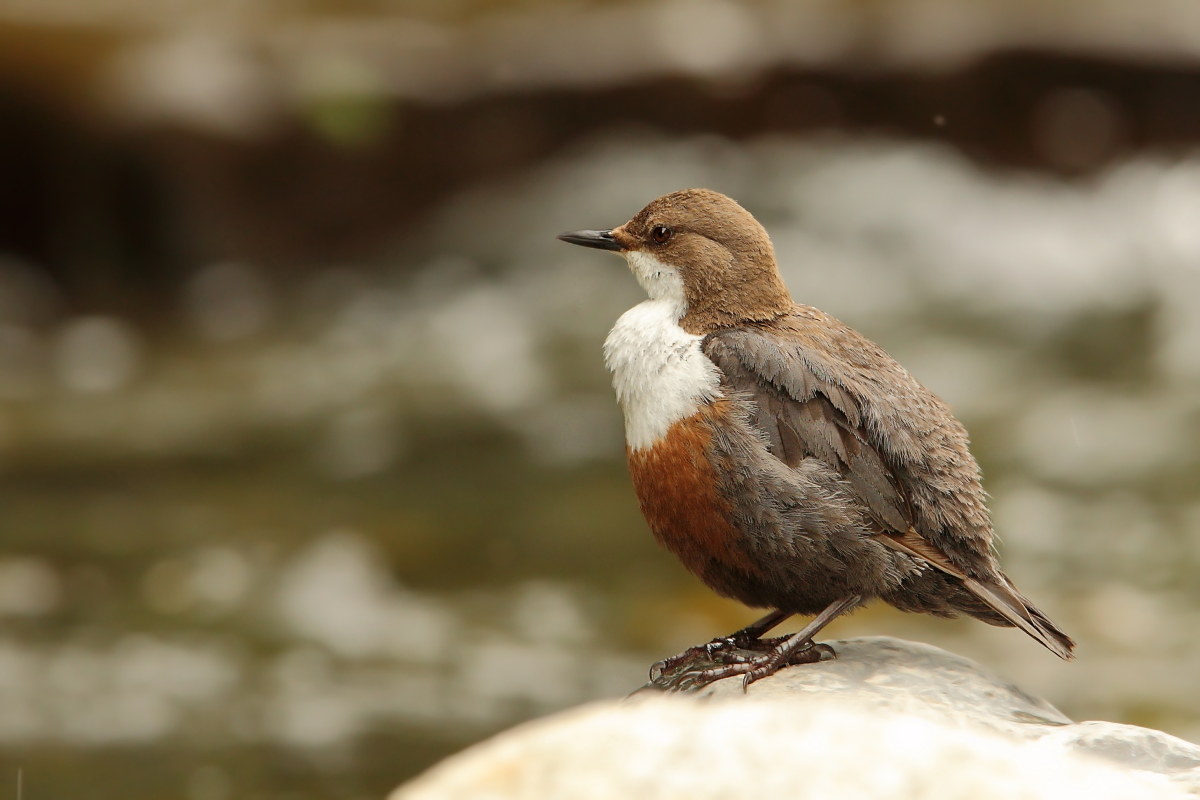 Dipper