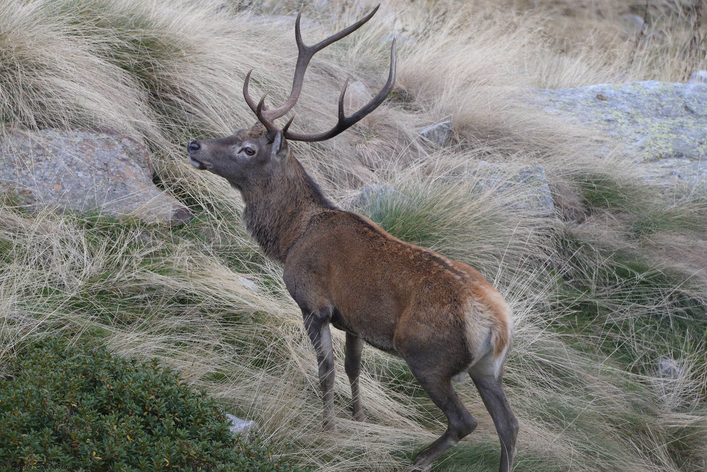 Deer Stelvio National Park
