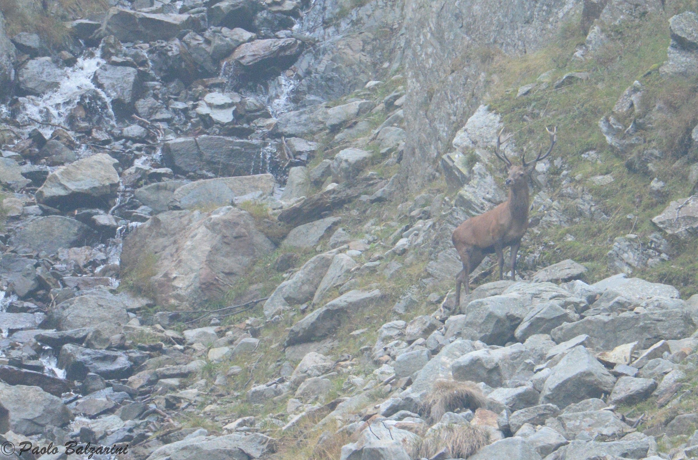 Deer Stelvio National Park