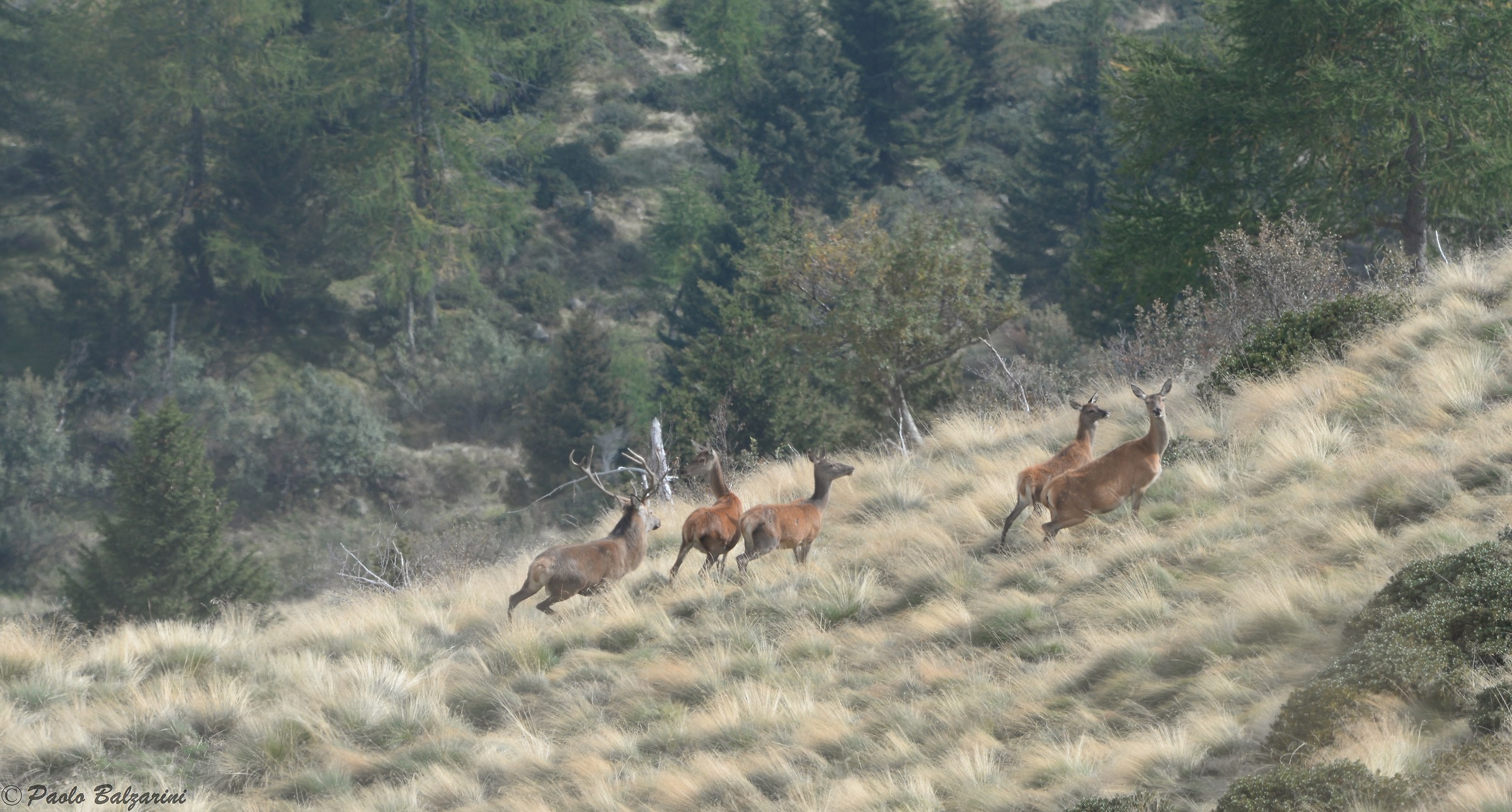Deer Stelvio National Park