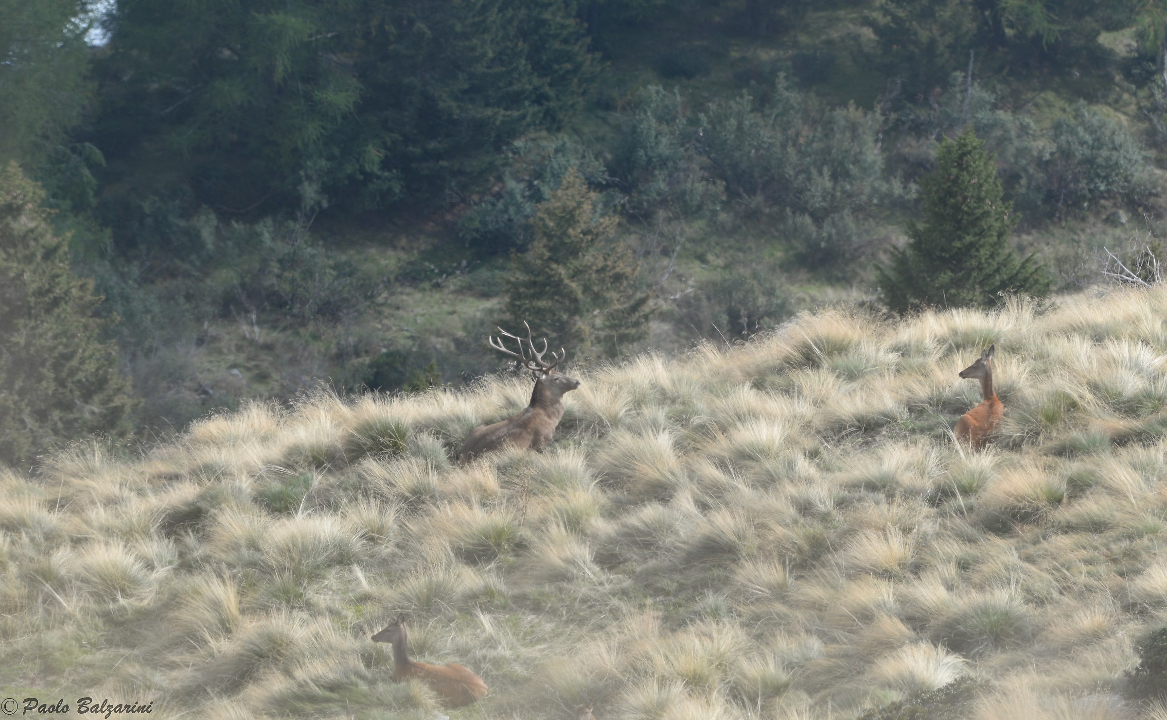 Deer Stelvio National Park
