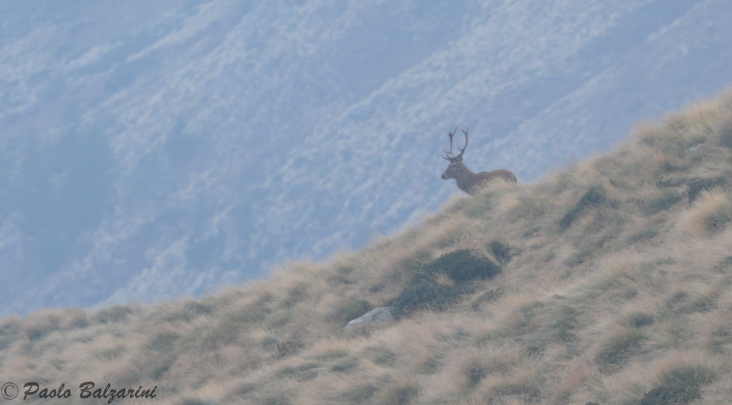 Deer Stelvio National Park