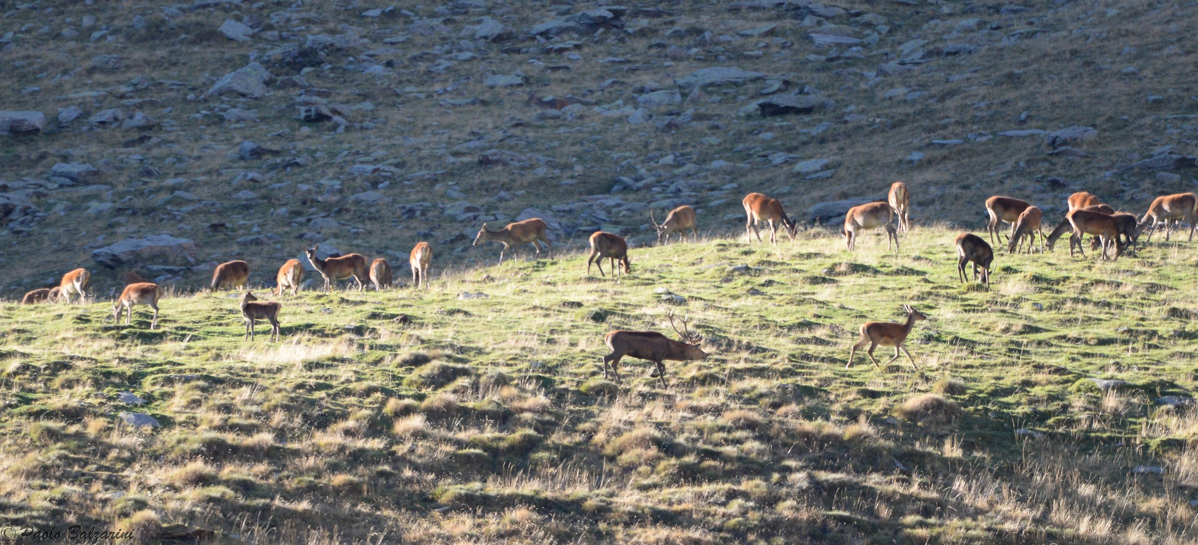 Deer Stelvio National Park