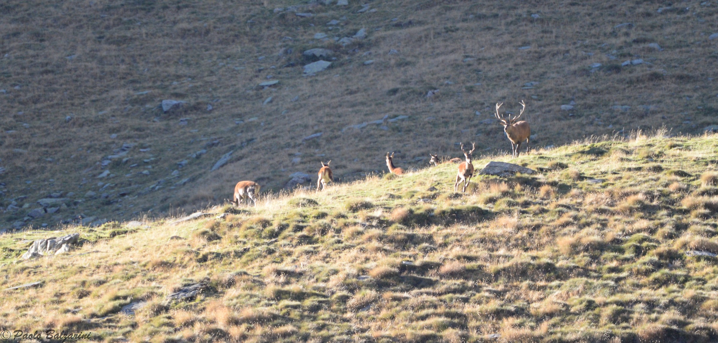 Deer Stelvio National Park