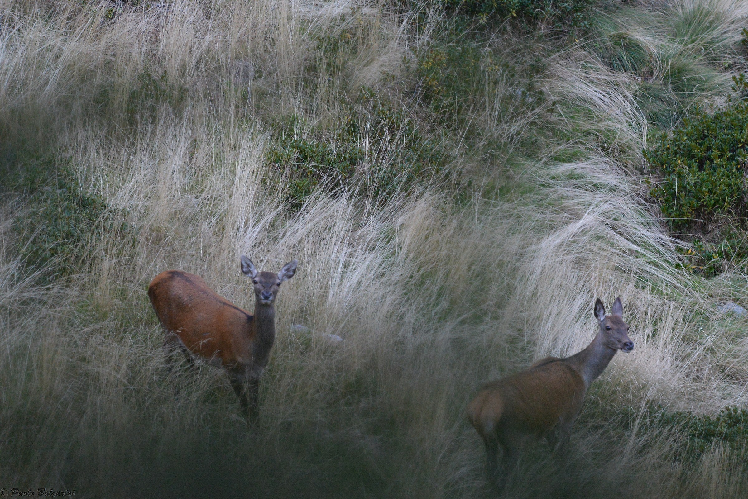 Deer Stelvio National Park