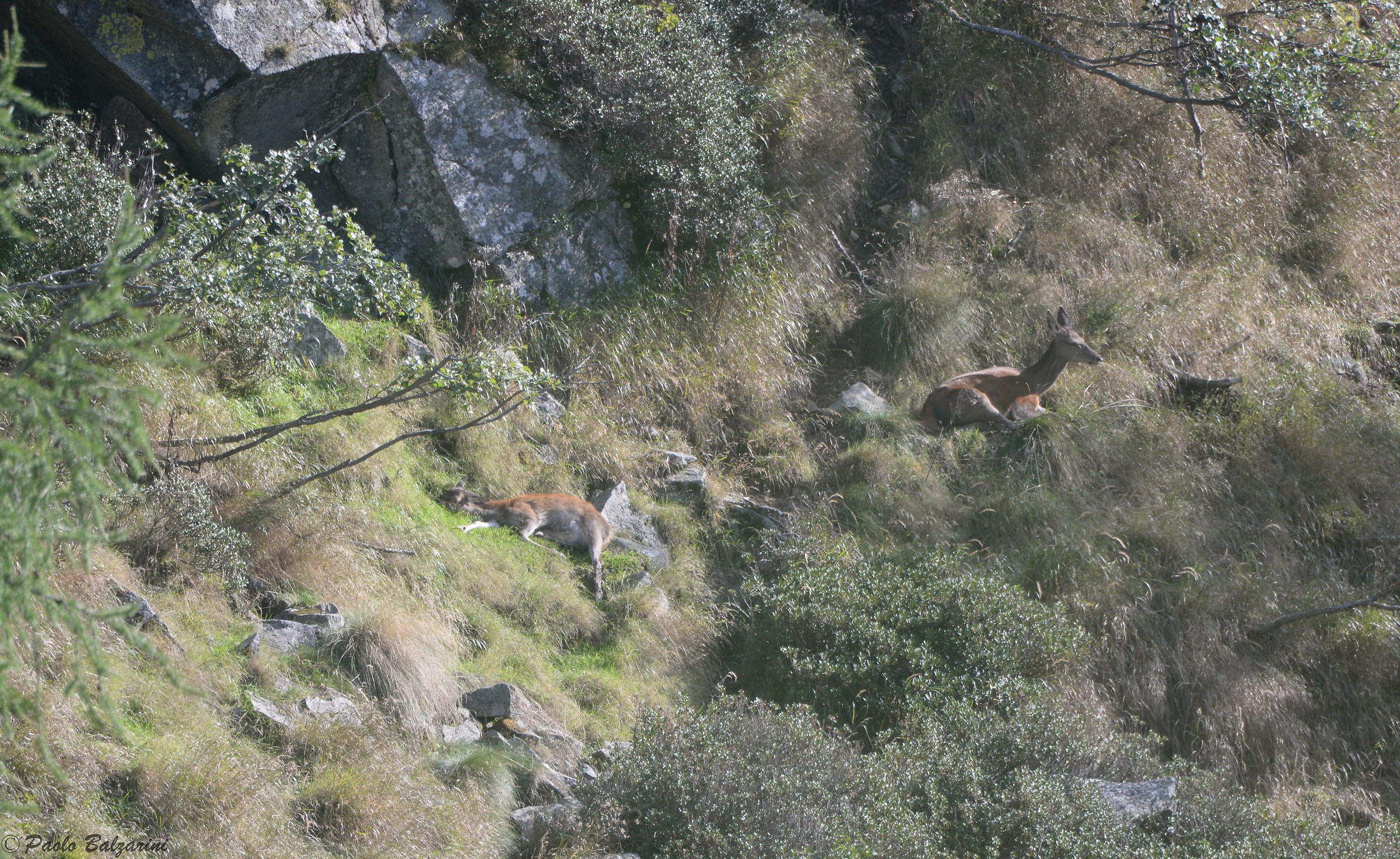 Deer Stelvio National Park