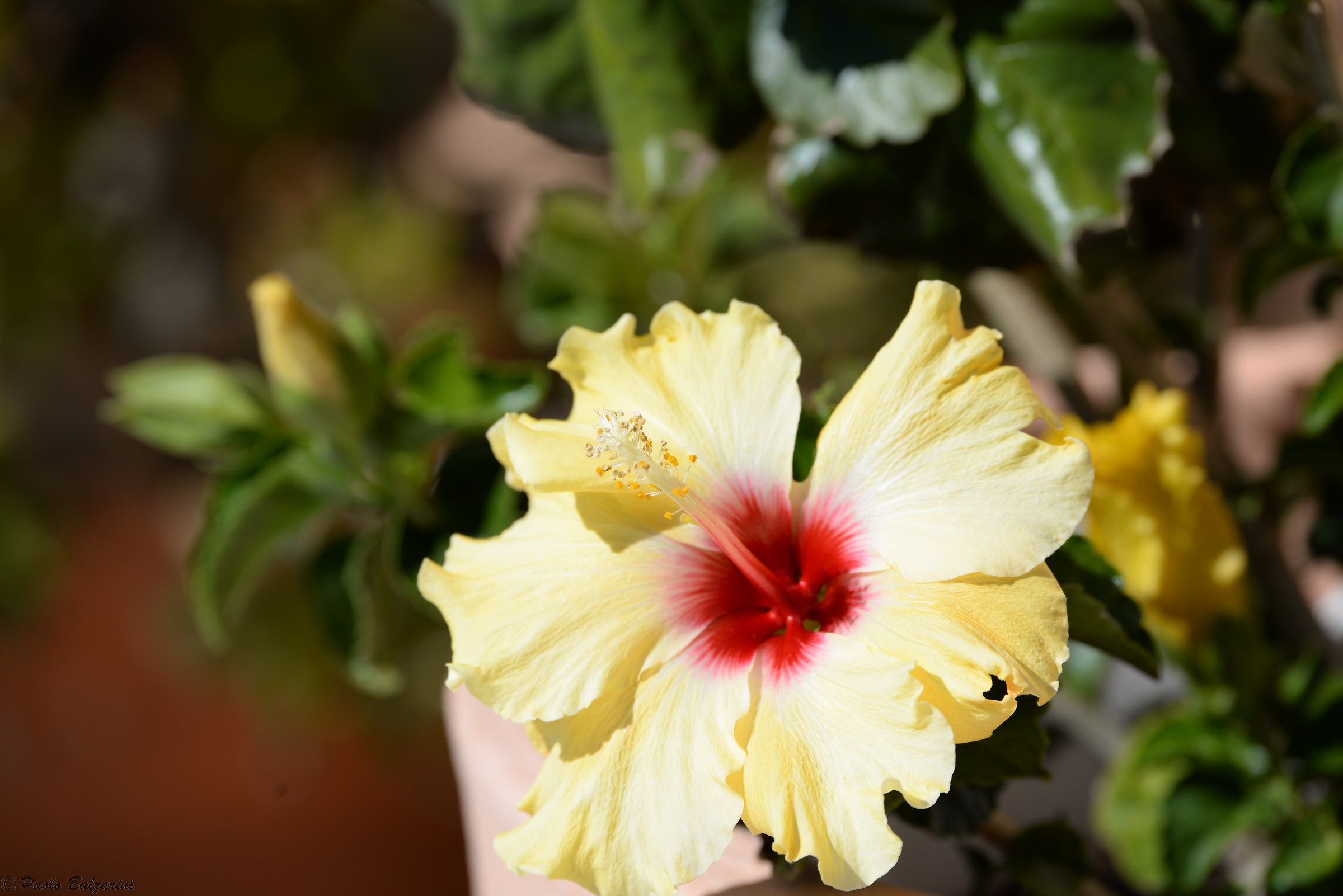Hibiscus rosa-sinensis