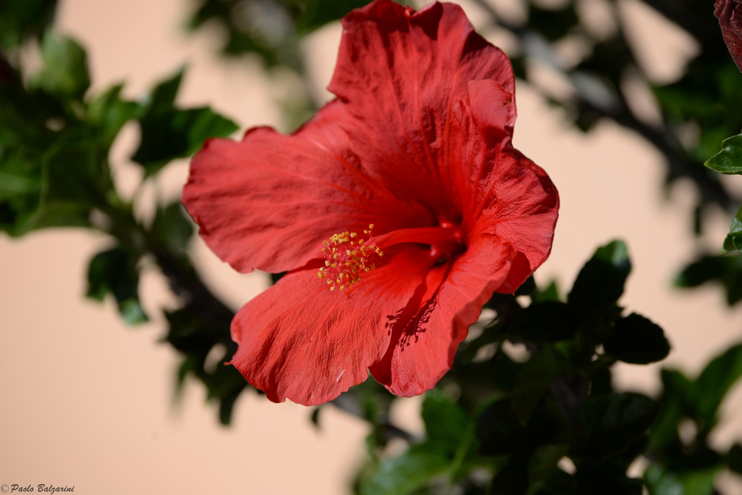 Hibiscus rosa-sinensis
