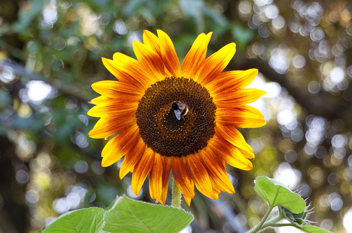 Sunflower