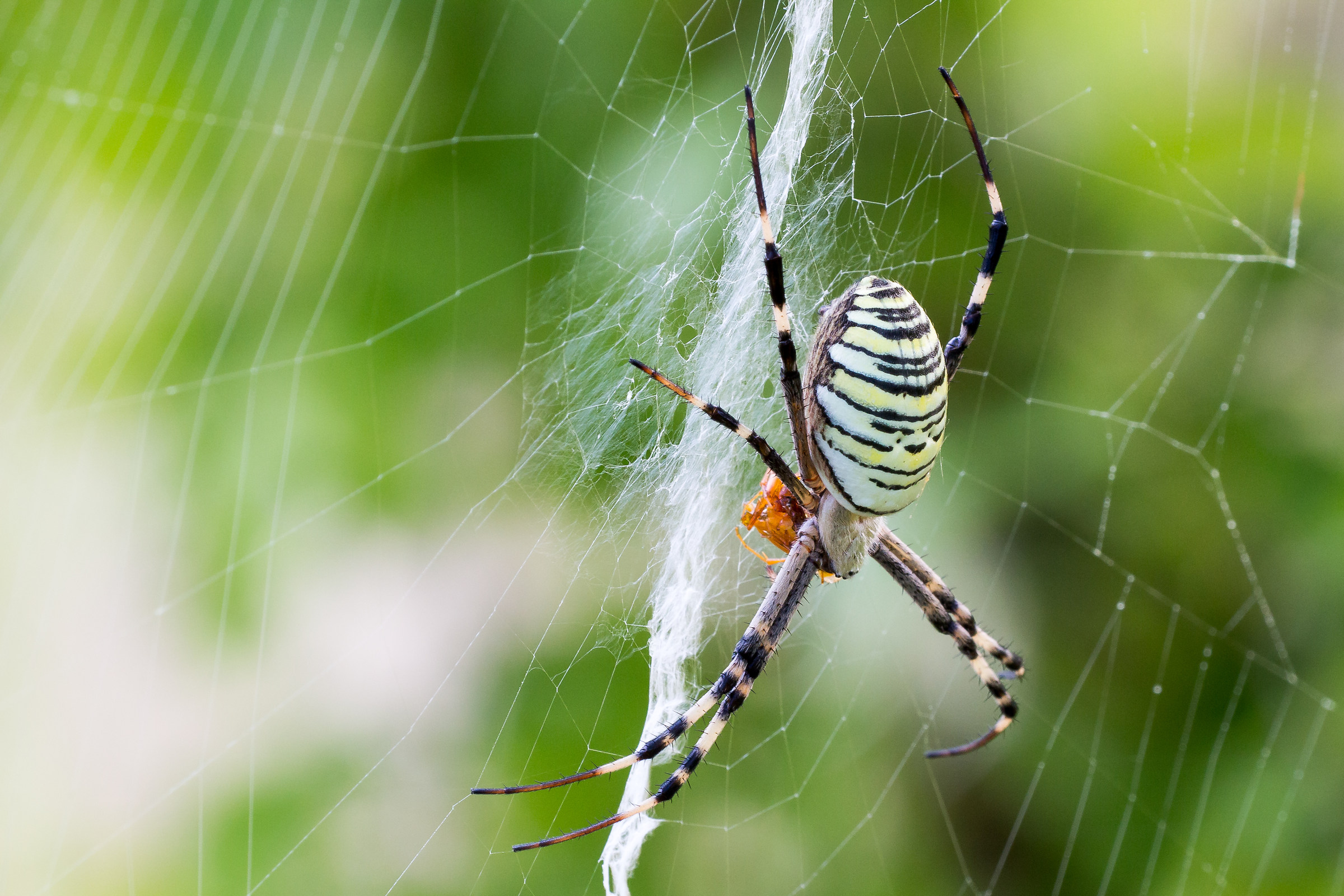 argiope bruennichi pranzetto