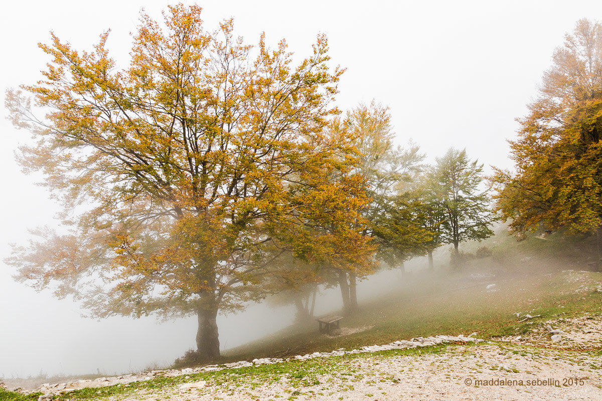 Light and autumn fog