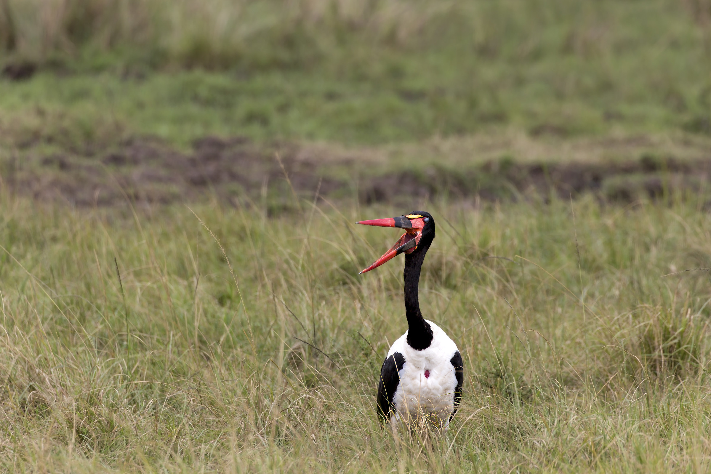 Saddle-Billed Stork