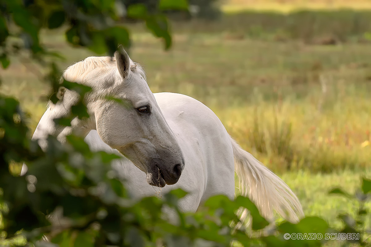 White Horse...