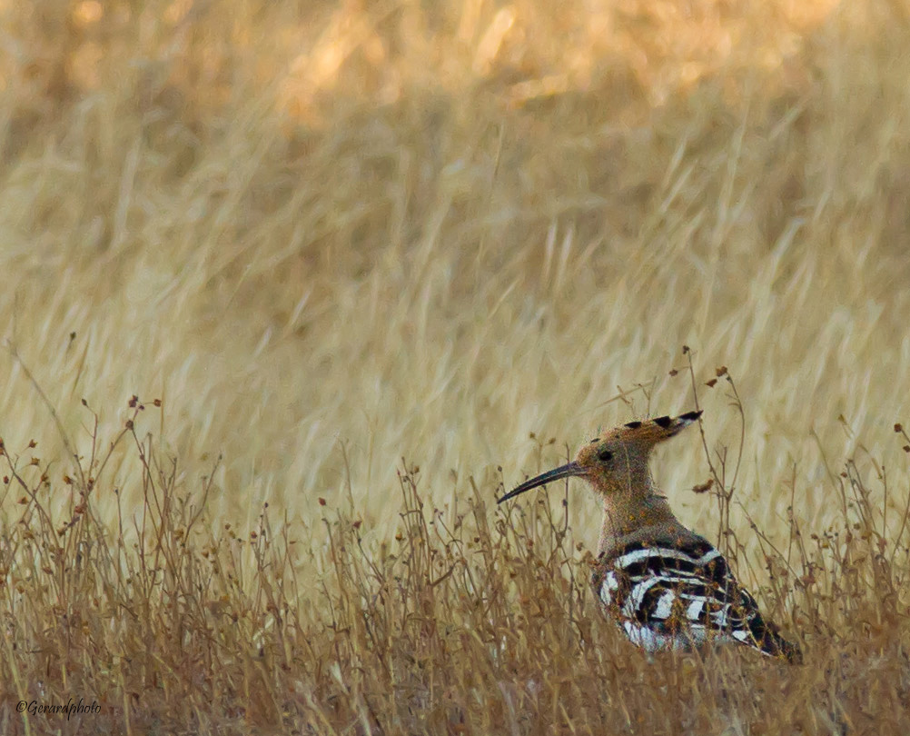Hoopoe