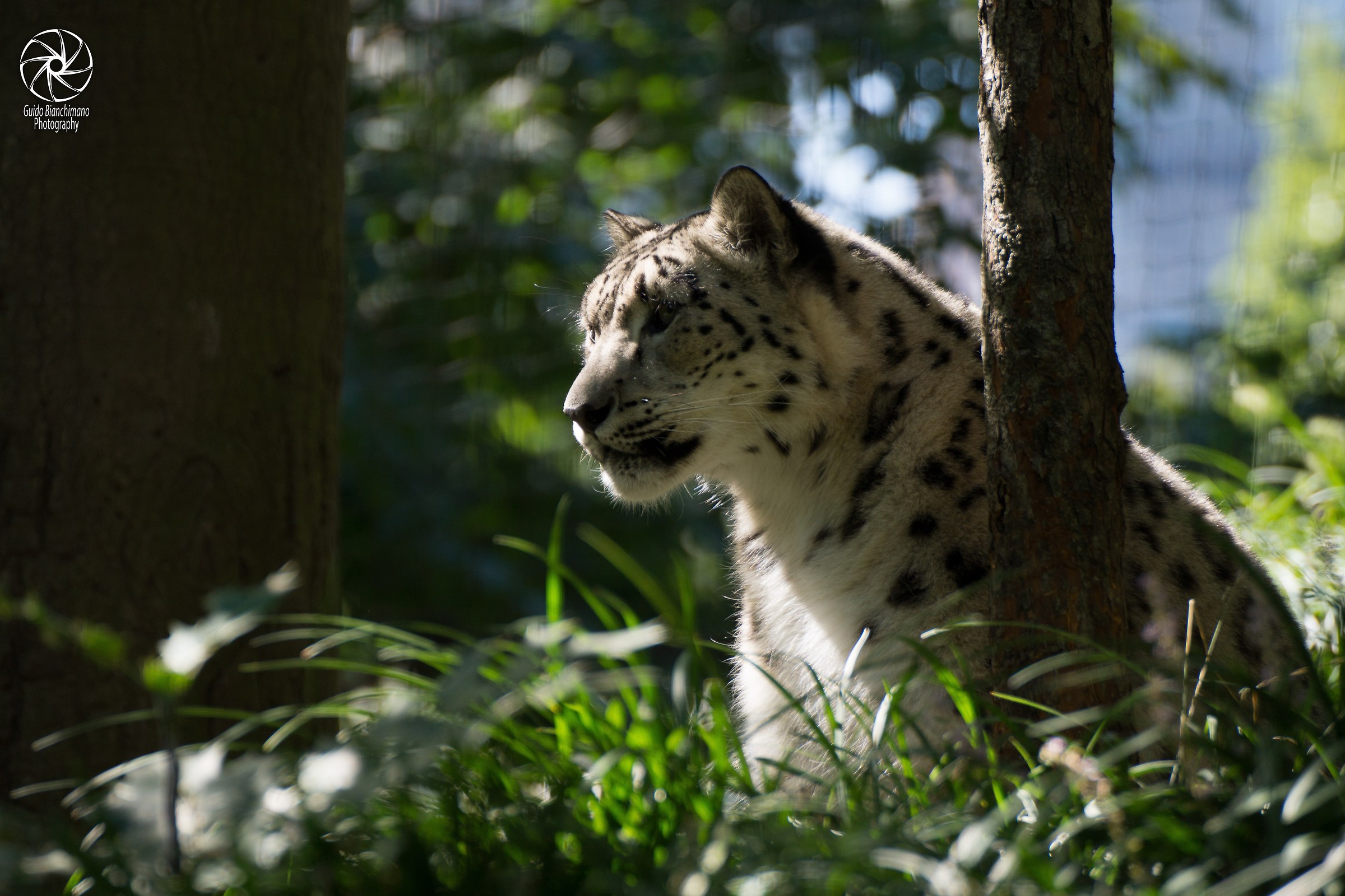 Snow Leopard