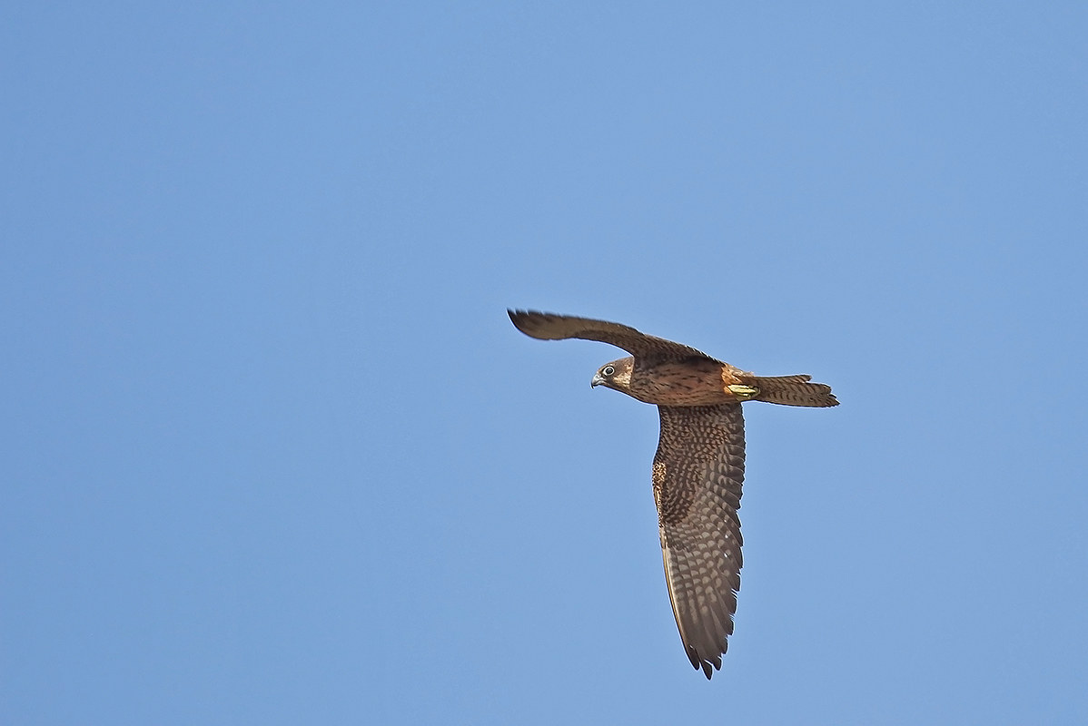 look what I take care