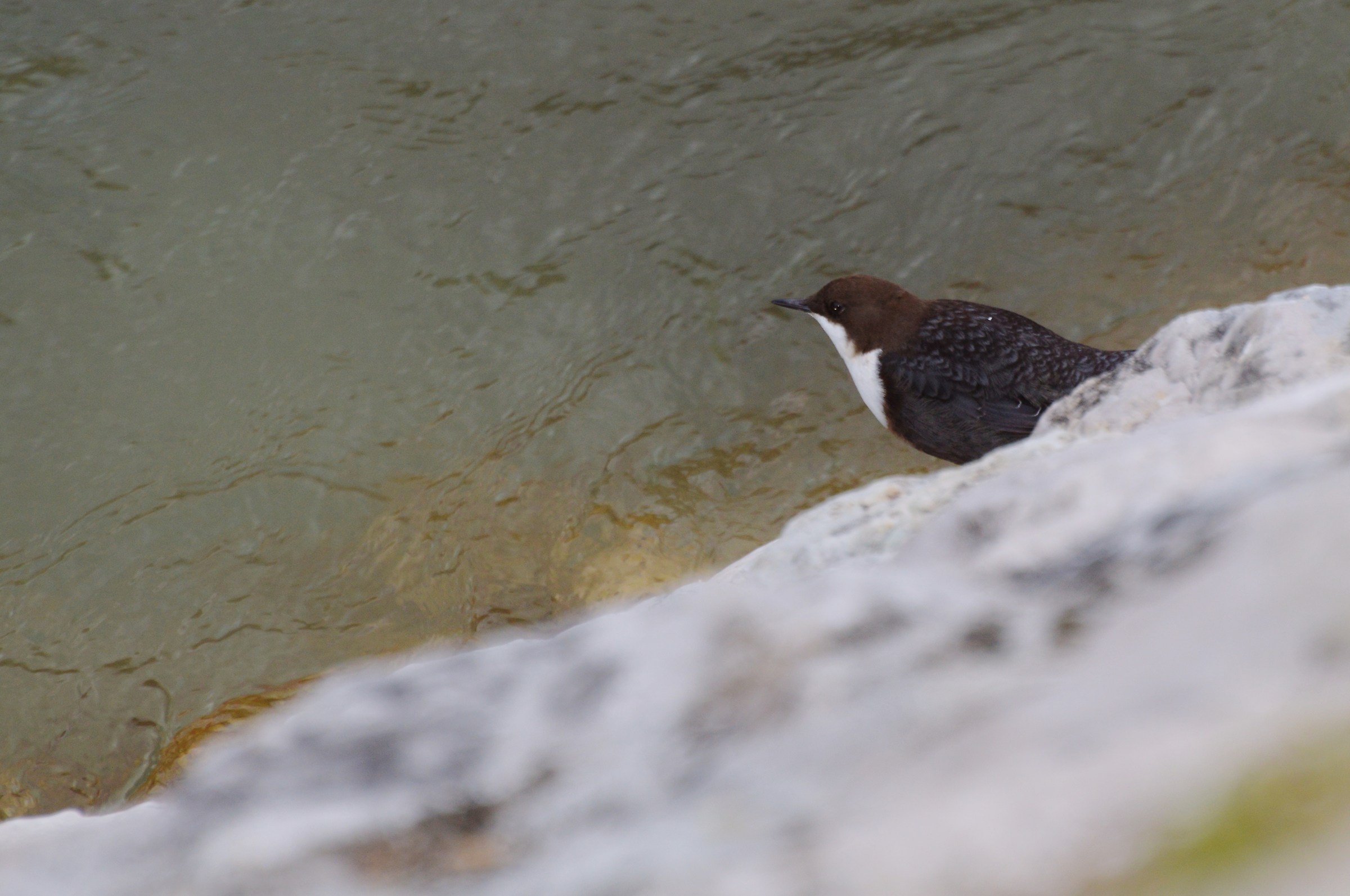 merlo d'acqua ottobre 2015