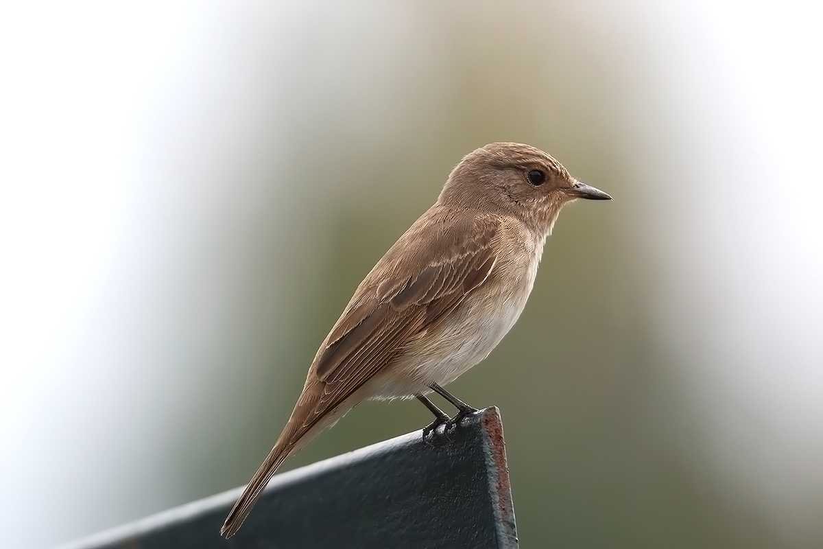 flycatcher