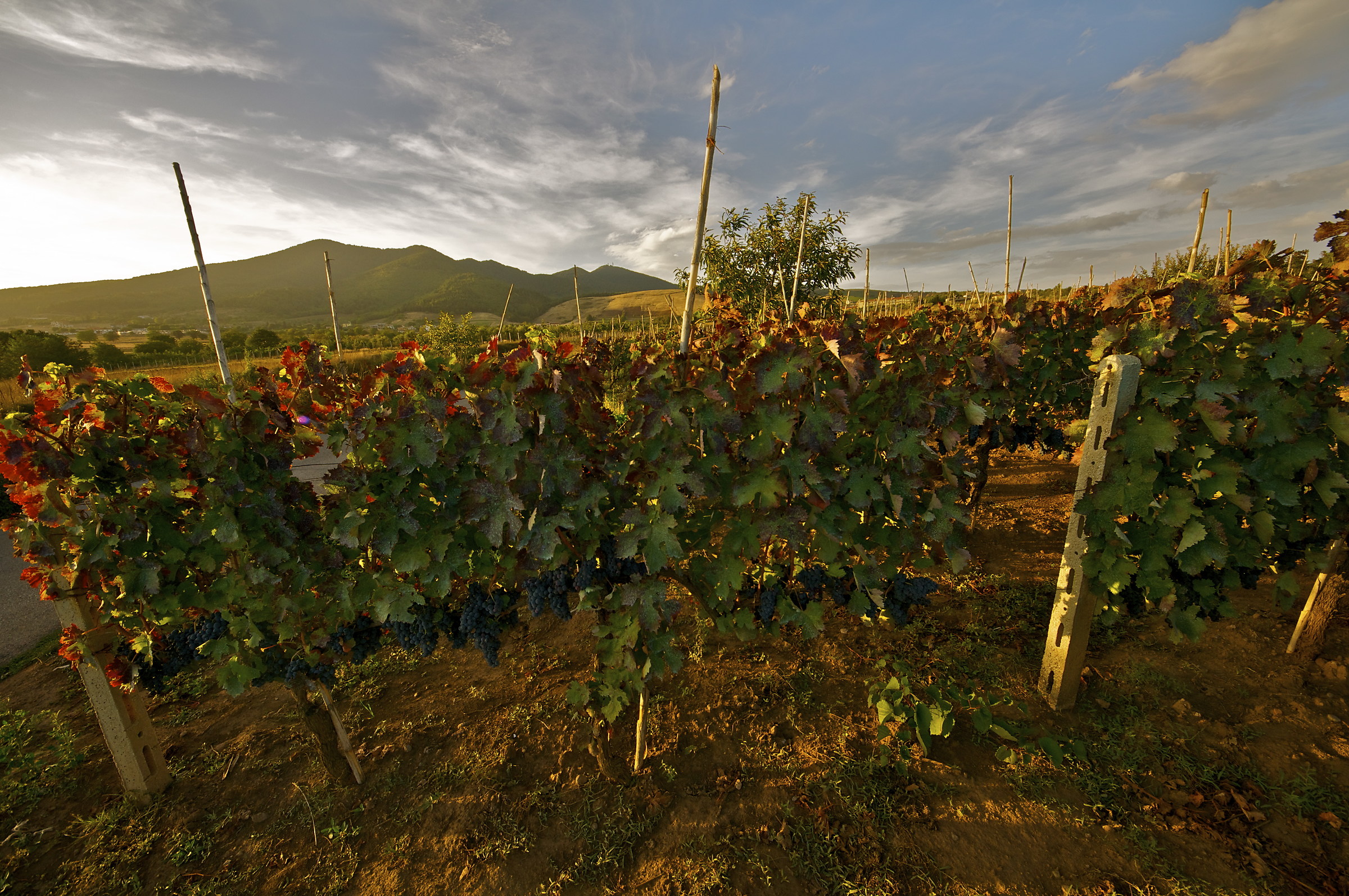 Aglianico del Vulture