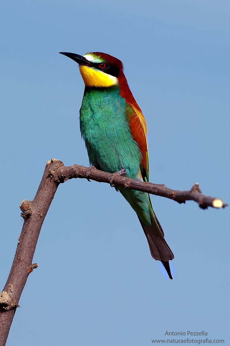 Bee-eater 2