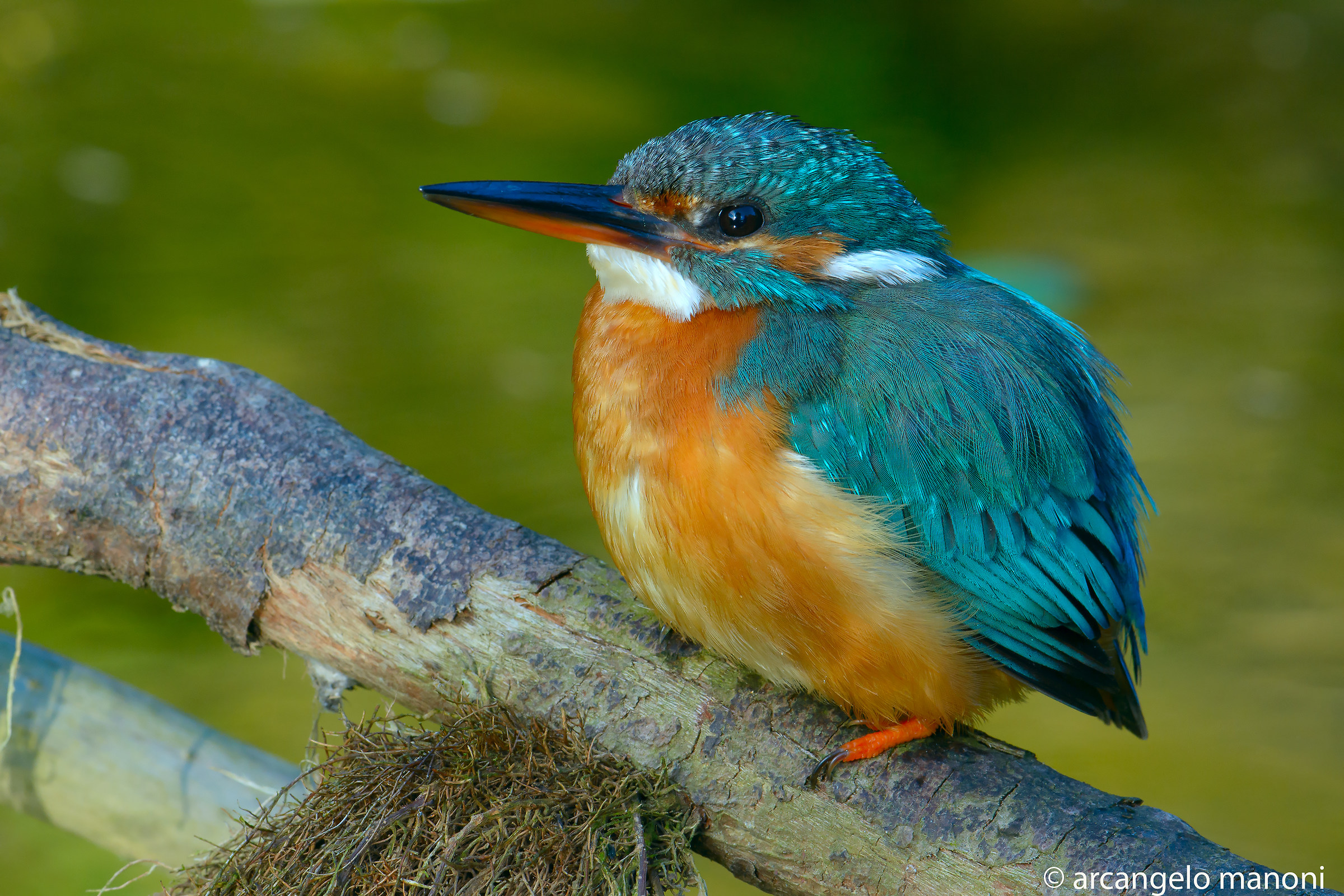 La dolcezza di una martina