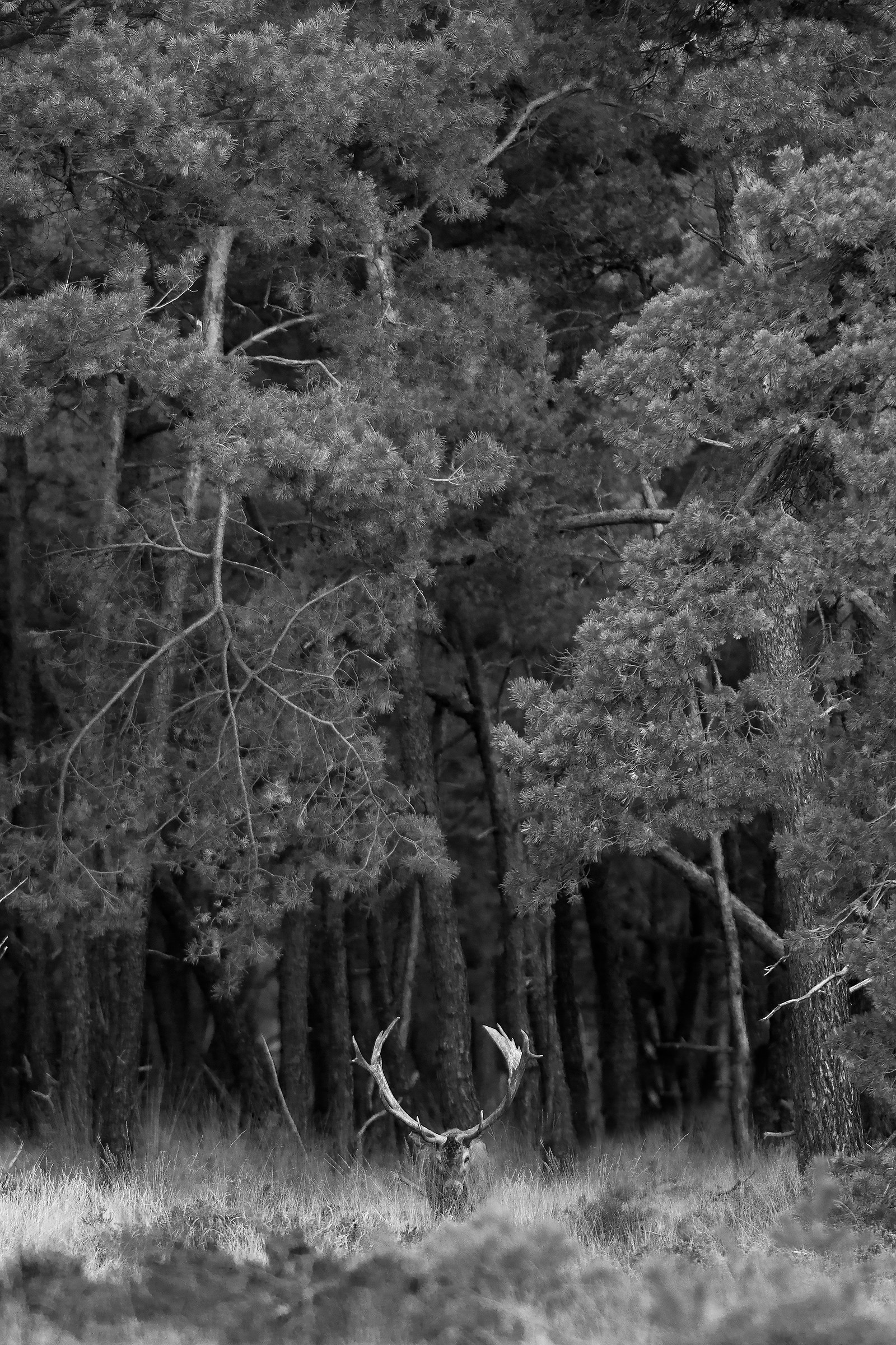 Lo spirito della foresta
