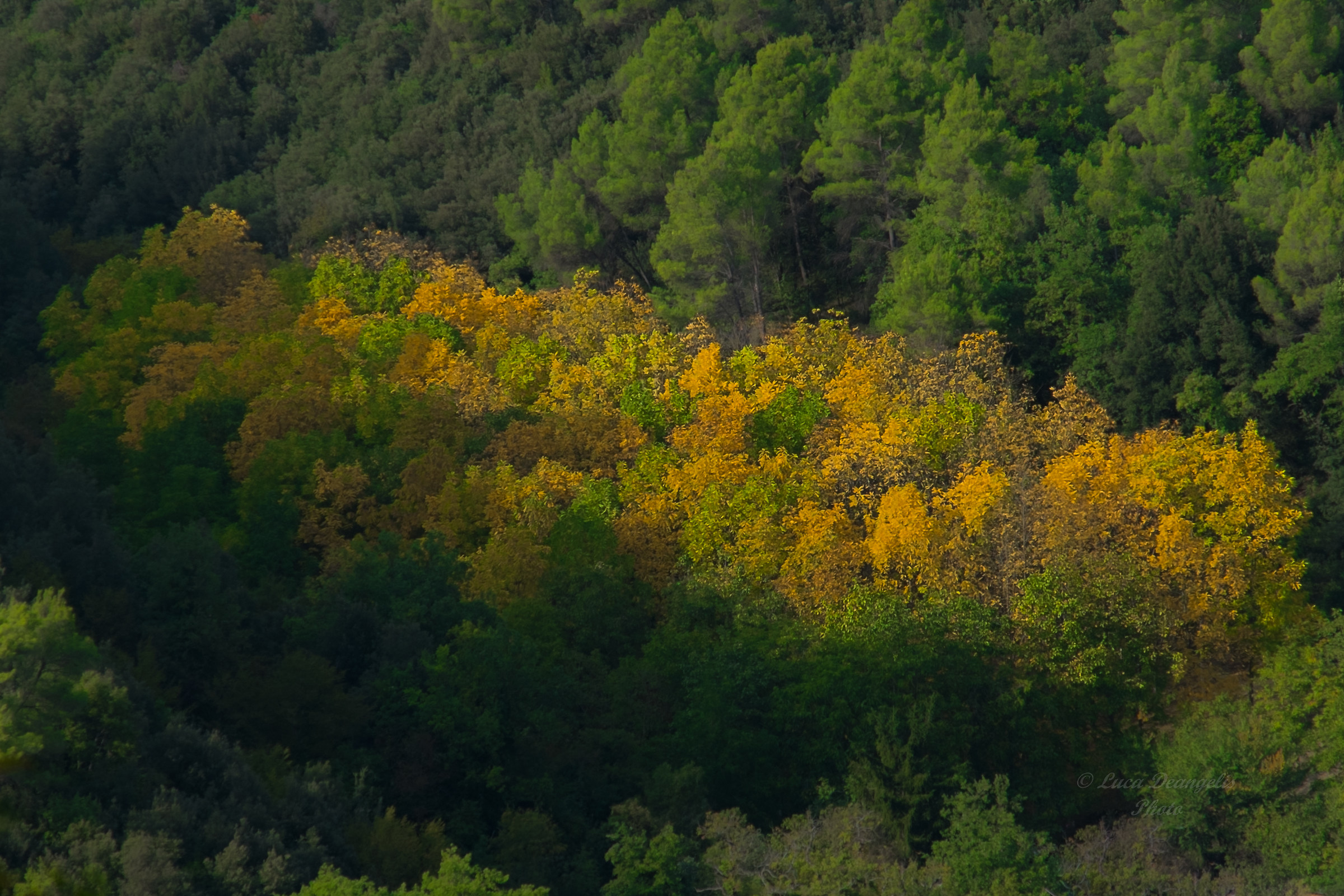 Primi gialli autunnali