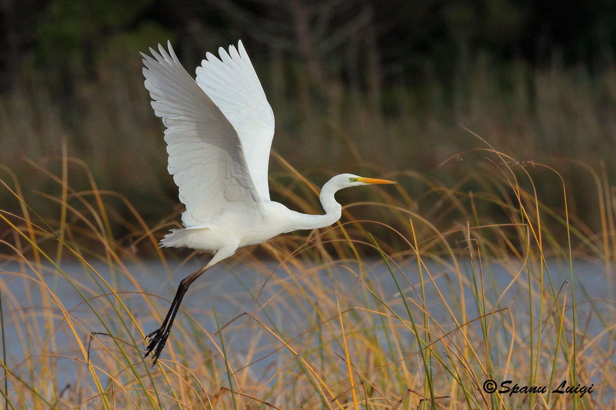 Great Egret
