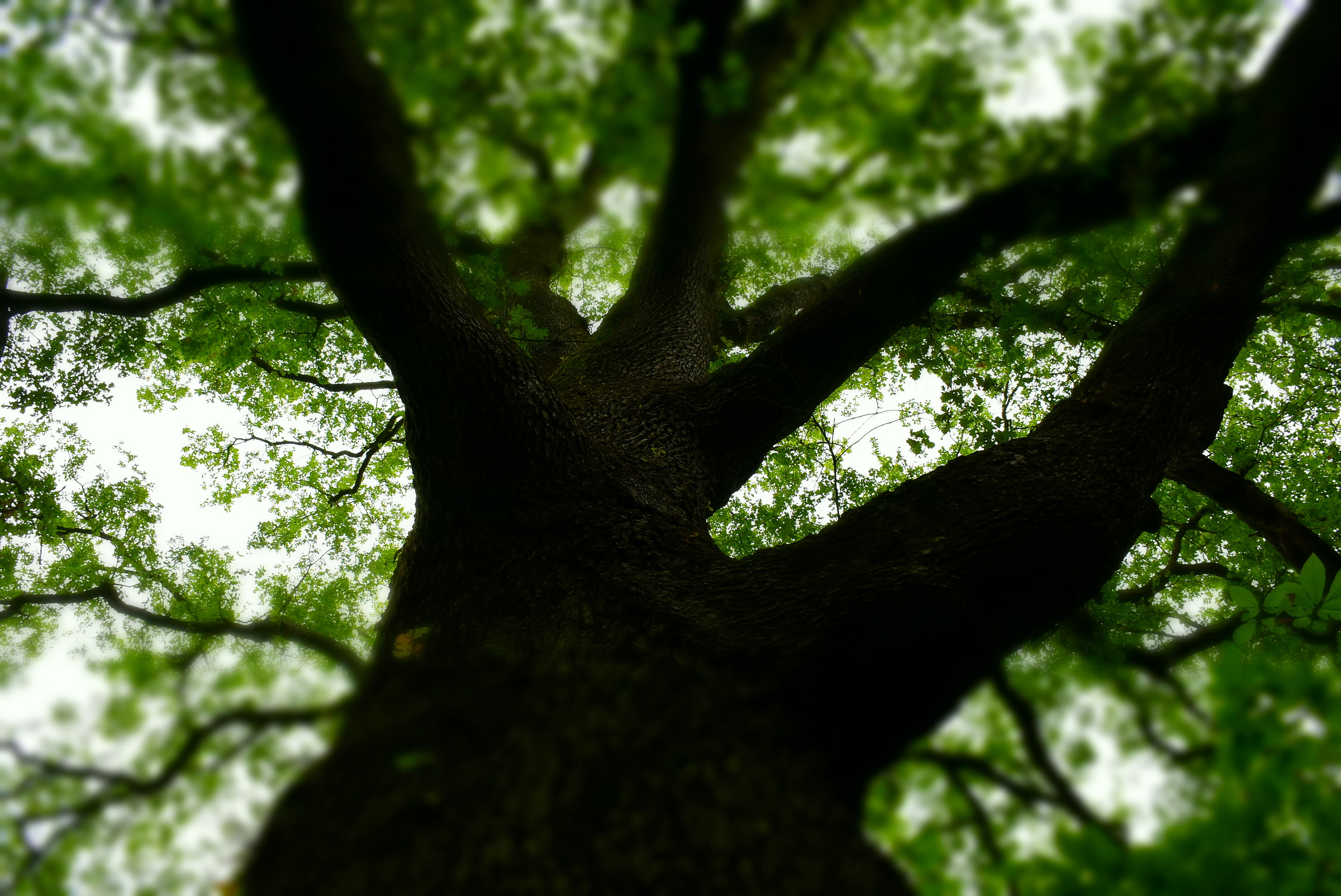 the old oak and olive trees