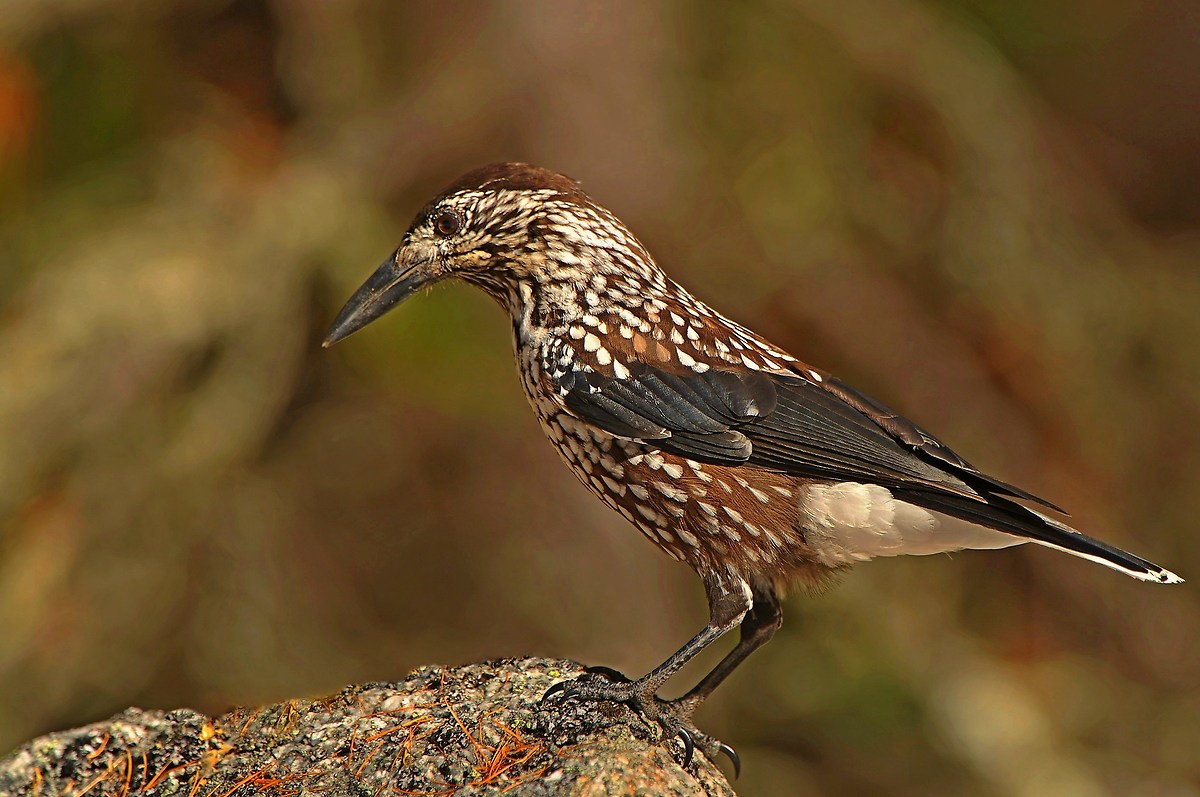 The nutcracker Swiss