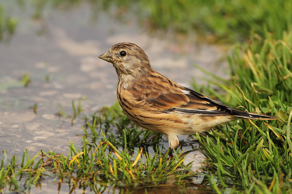 Linnet female