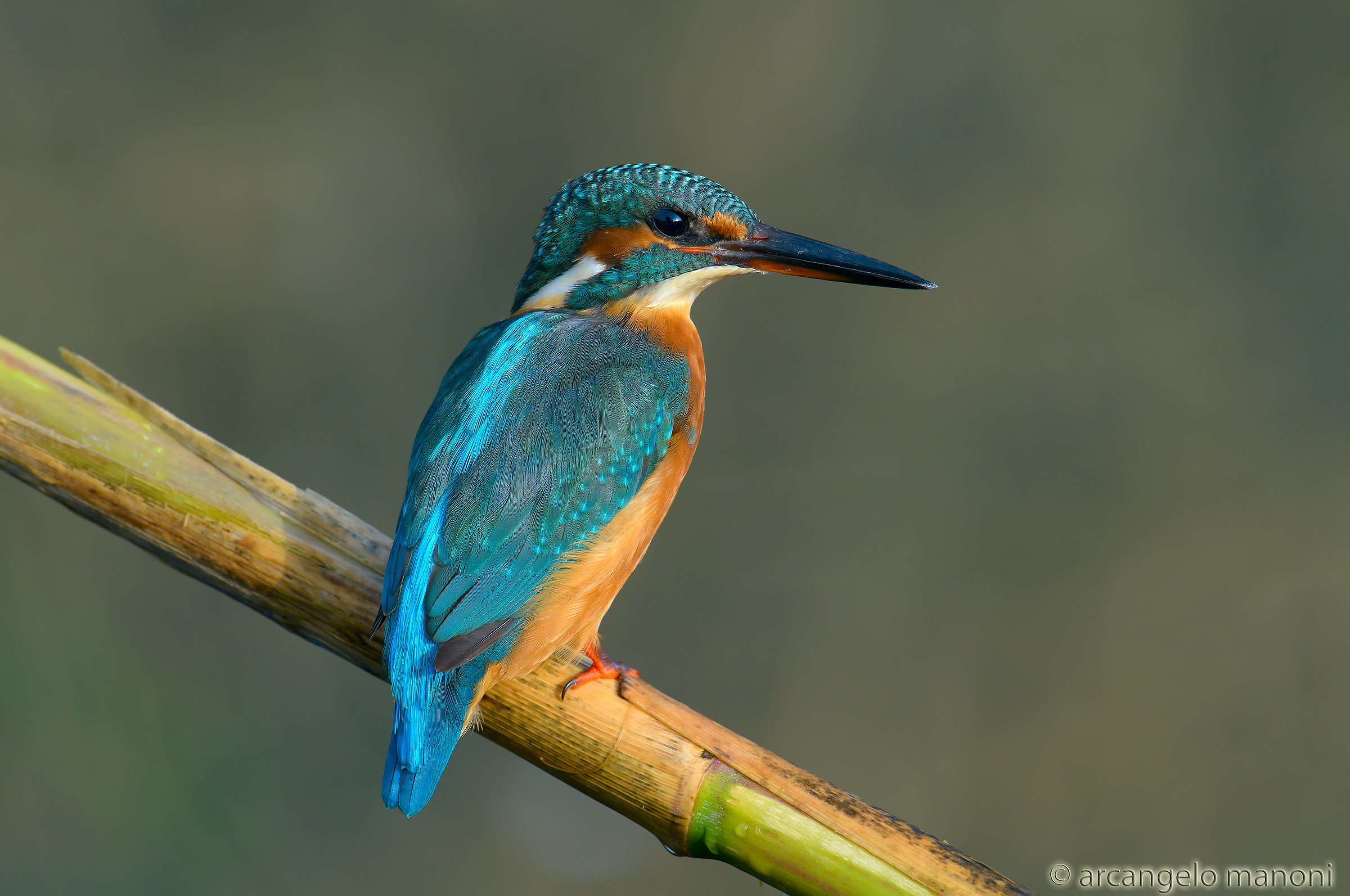 Kingfisher sul grigio