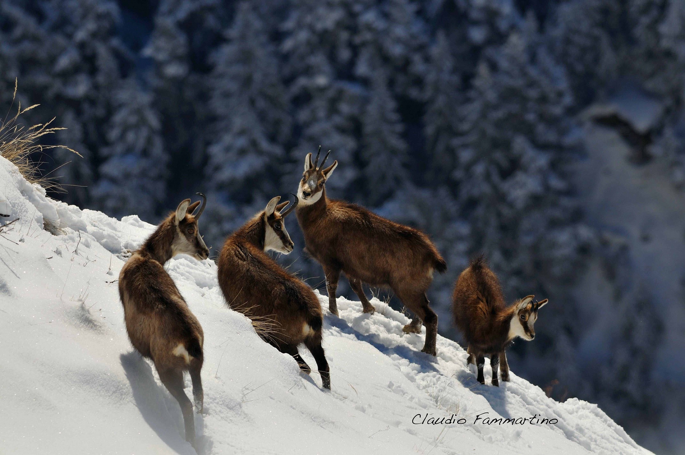 Group of female deer of different ages with small