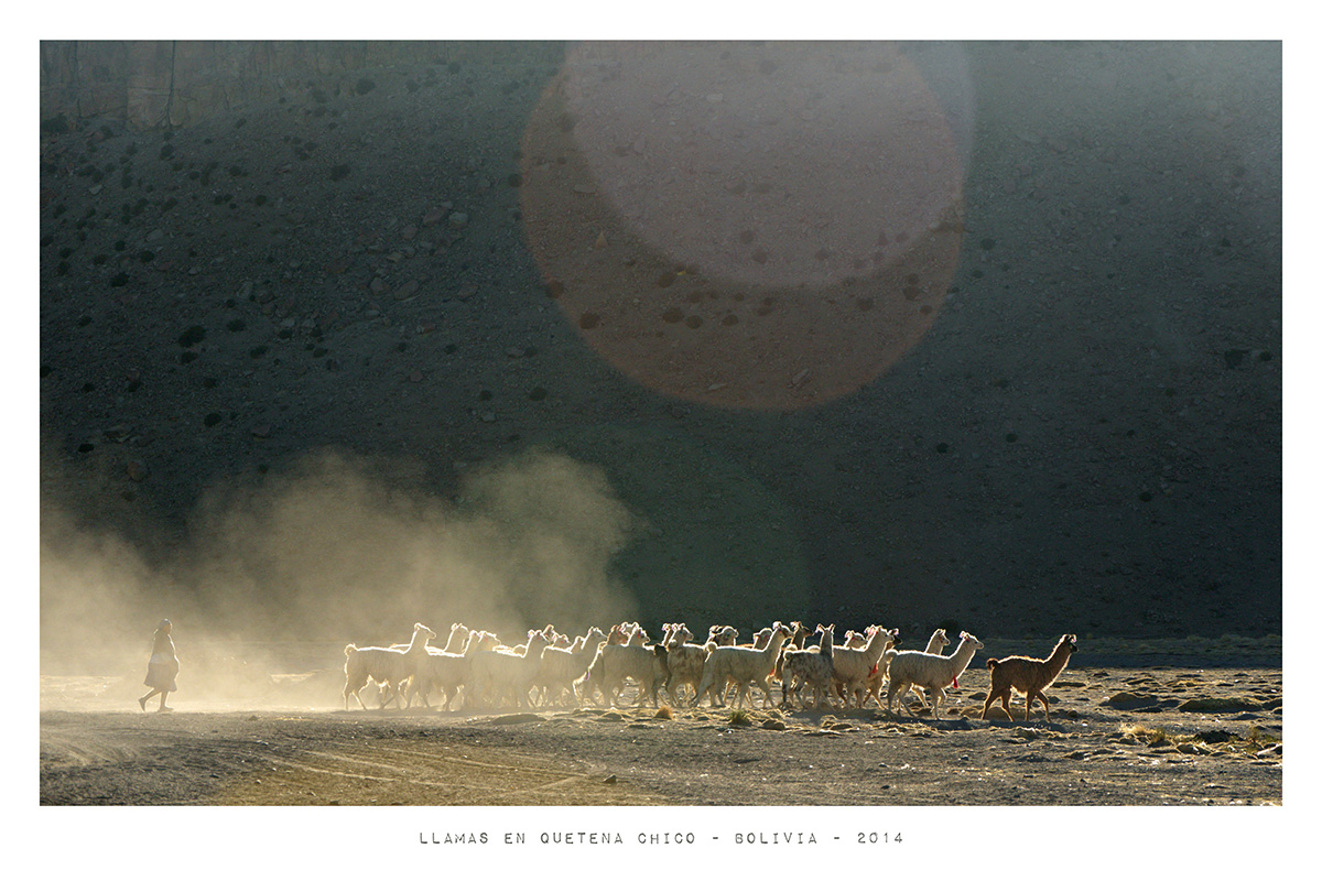 Llamas en Quetena Chico - Bolivia