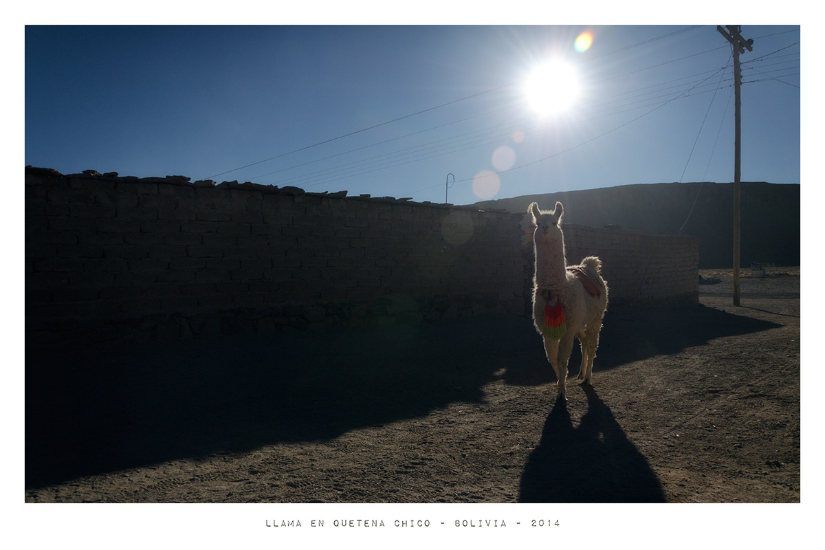 LLama en Quetena Chico - Bolivia