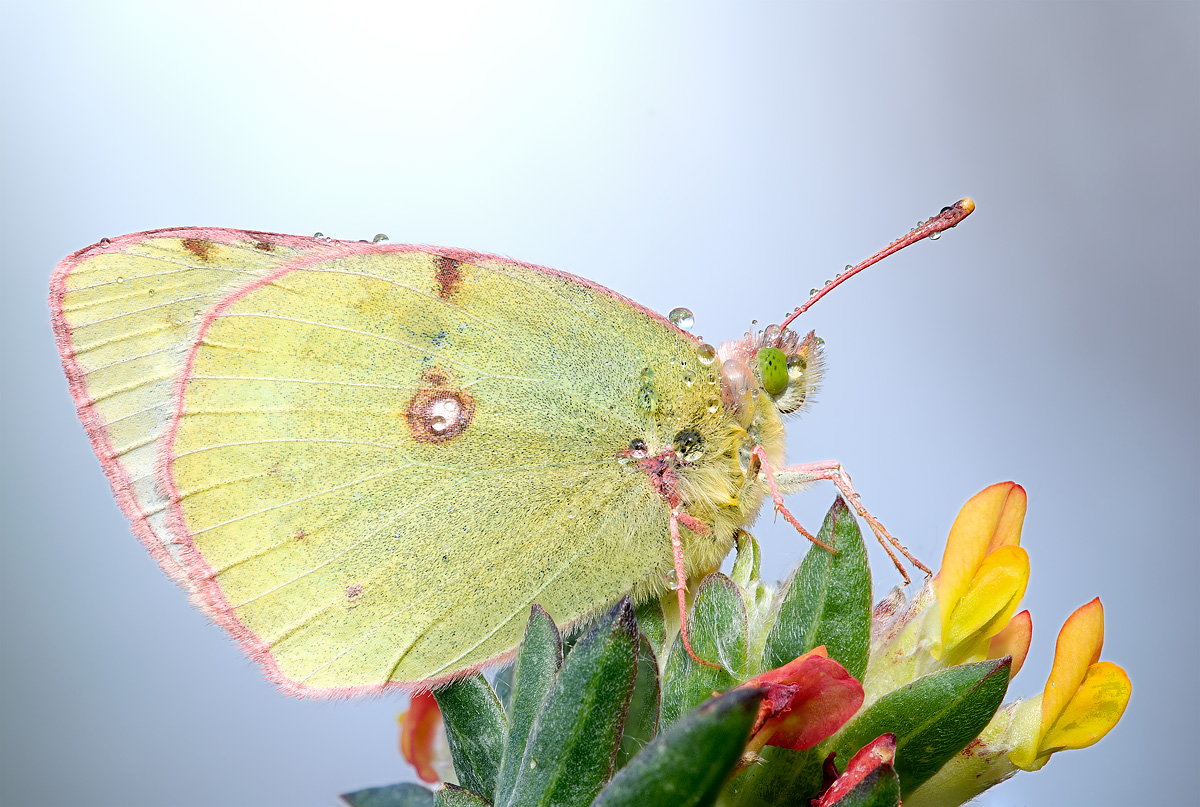 Colias