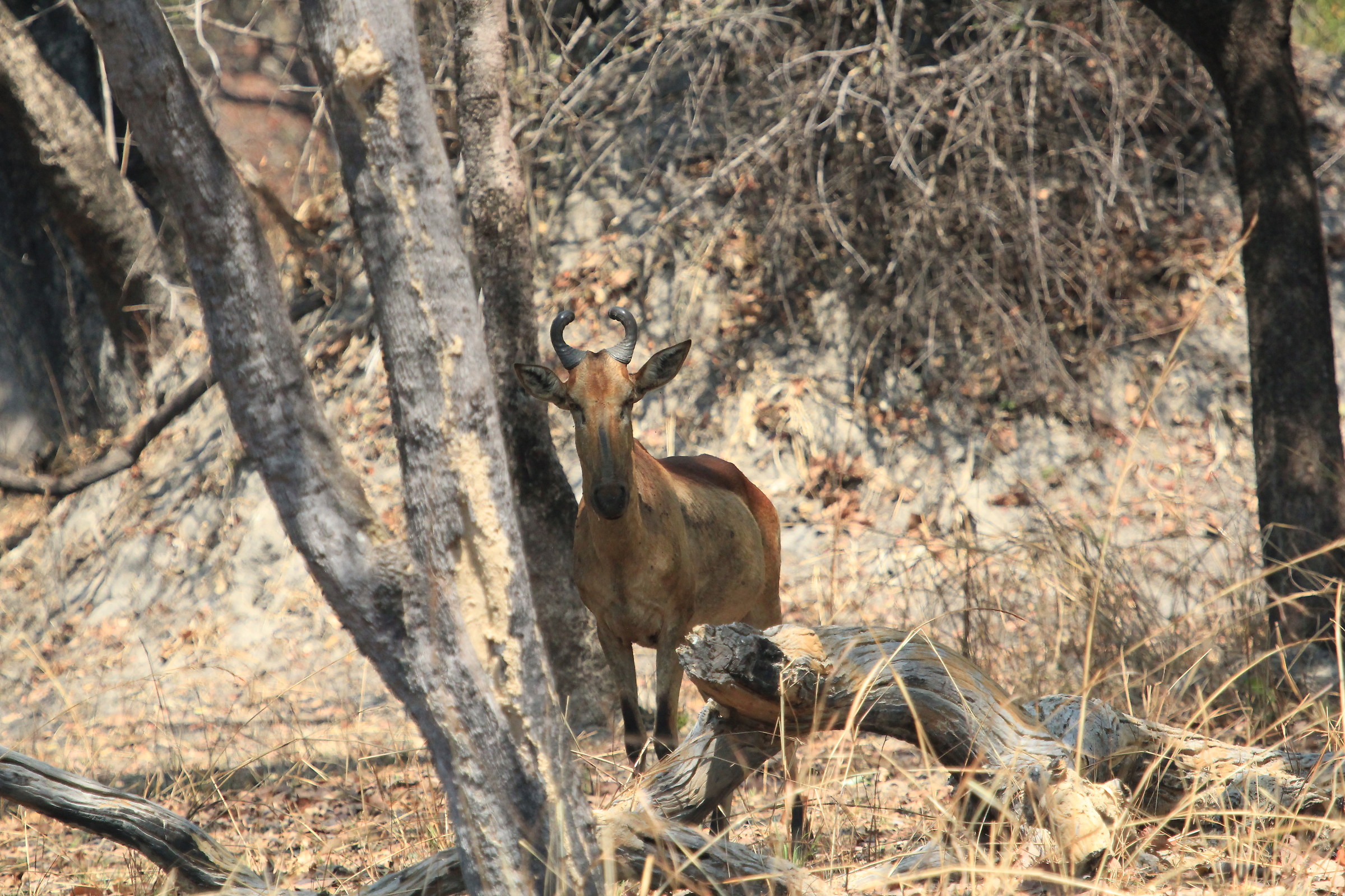 hartebeest