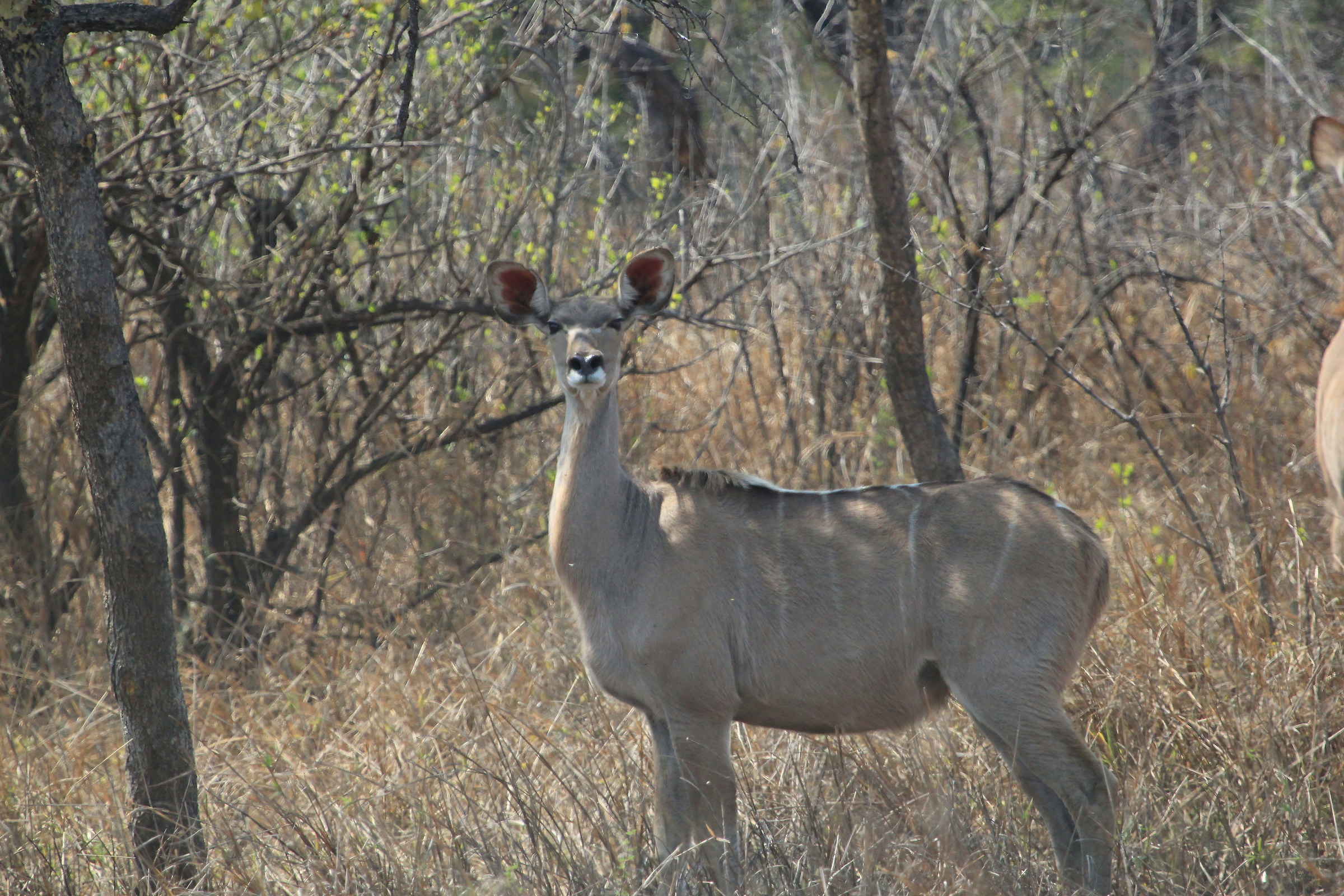 kudu