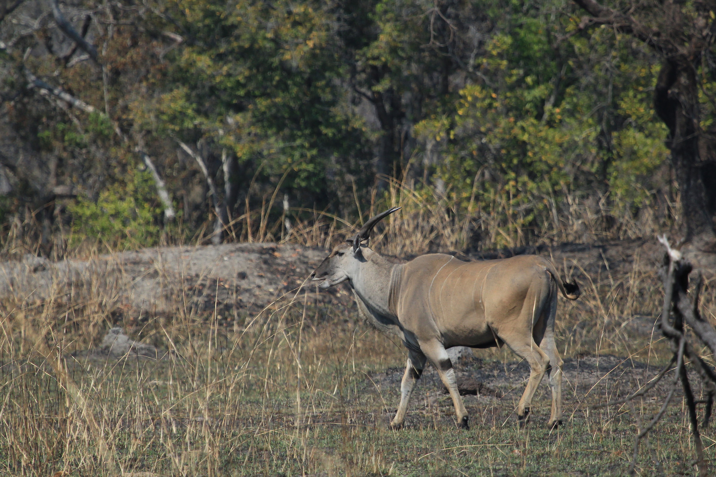 eland