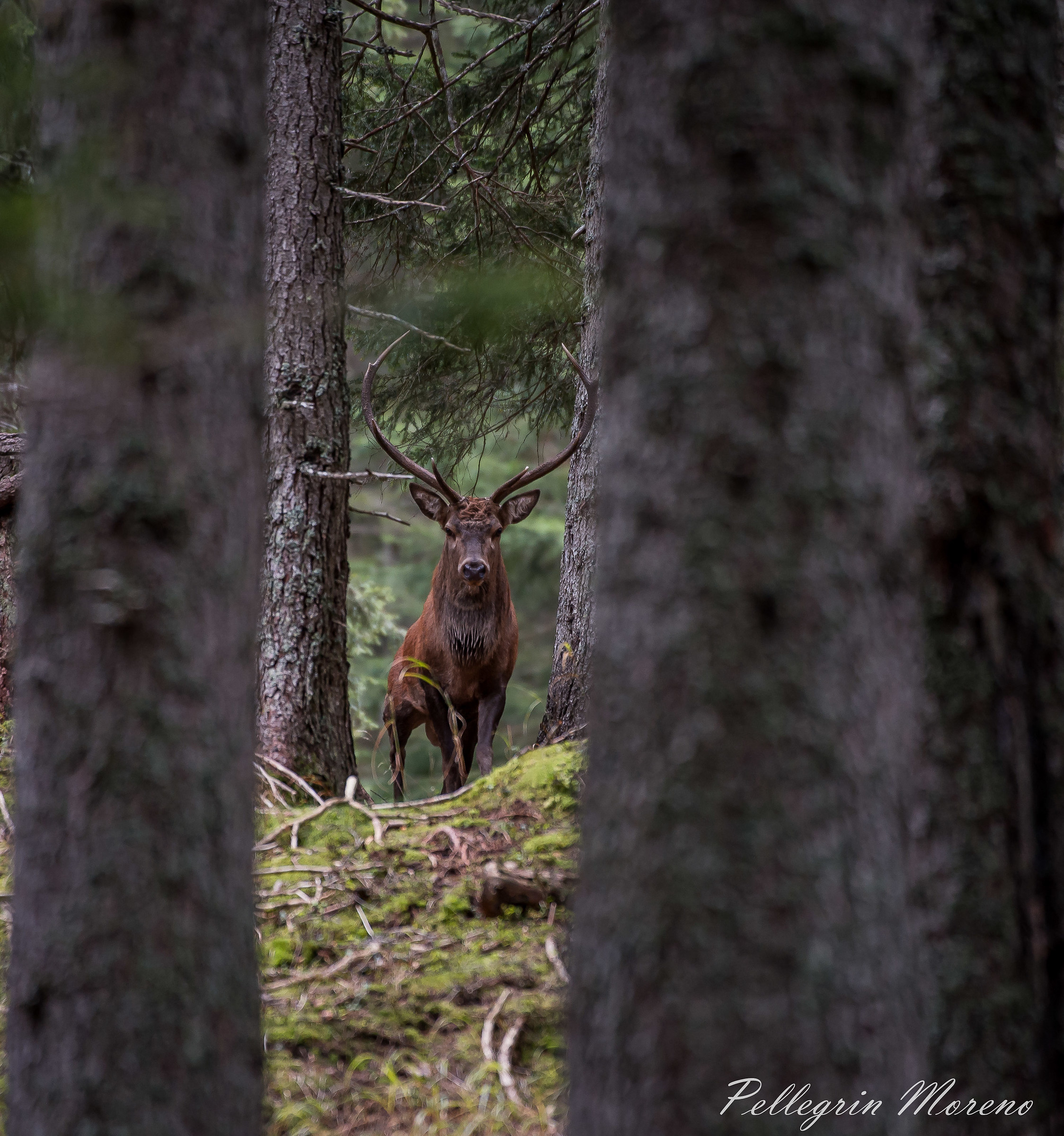 In the corridor of trees
